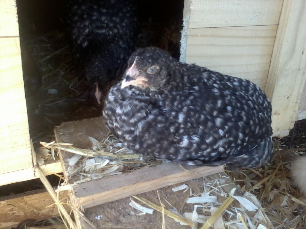 Cuckoo maran
