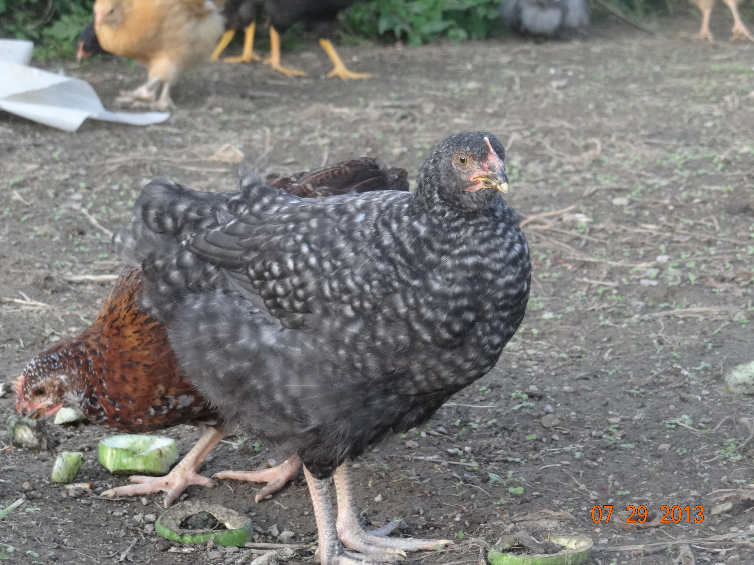 Cuckoo Maran