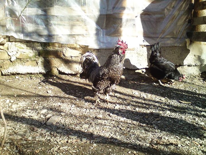 *Cuckoo marandi 
Cuckoo Azerbaijan