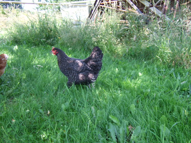 cuckoo Marans 19weeks 2.7Kg, huge feet, big chest, makes a sound like a sick goose. Thought it was a cock due to growth rate and large tail, but starting to turn out more hen like. Tied for bottom of pecking order, largest in flock. Very flighty/timid, but calm once caught and picked up.