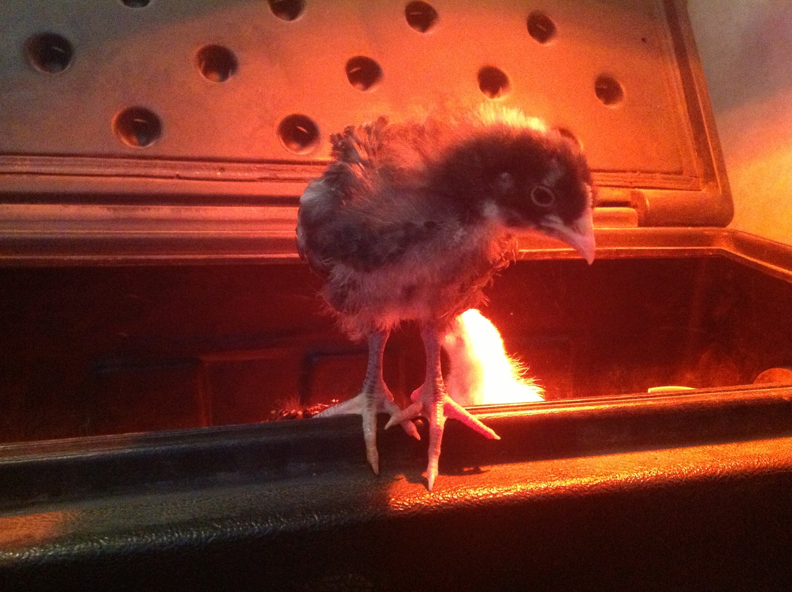 Cuckoo marans 2 wks