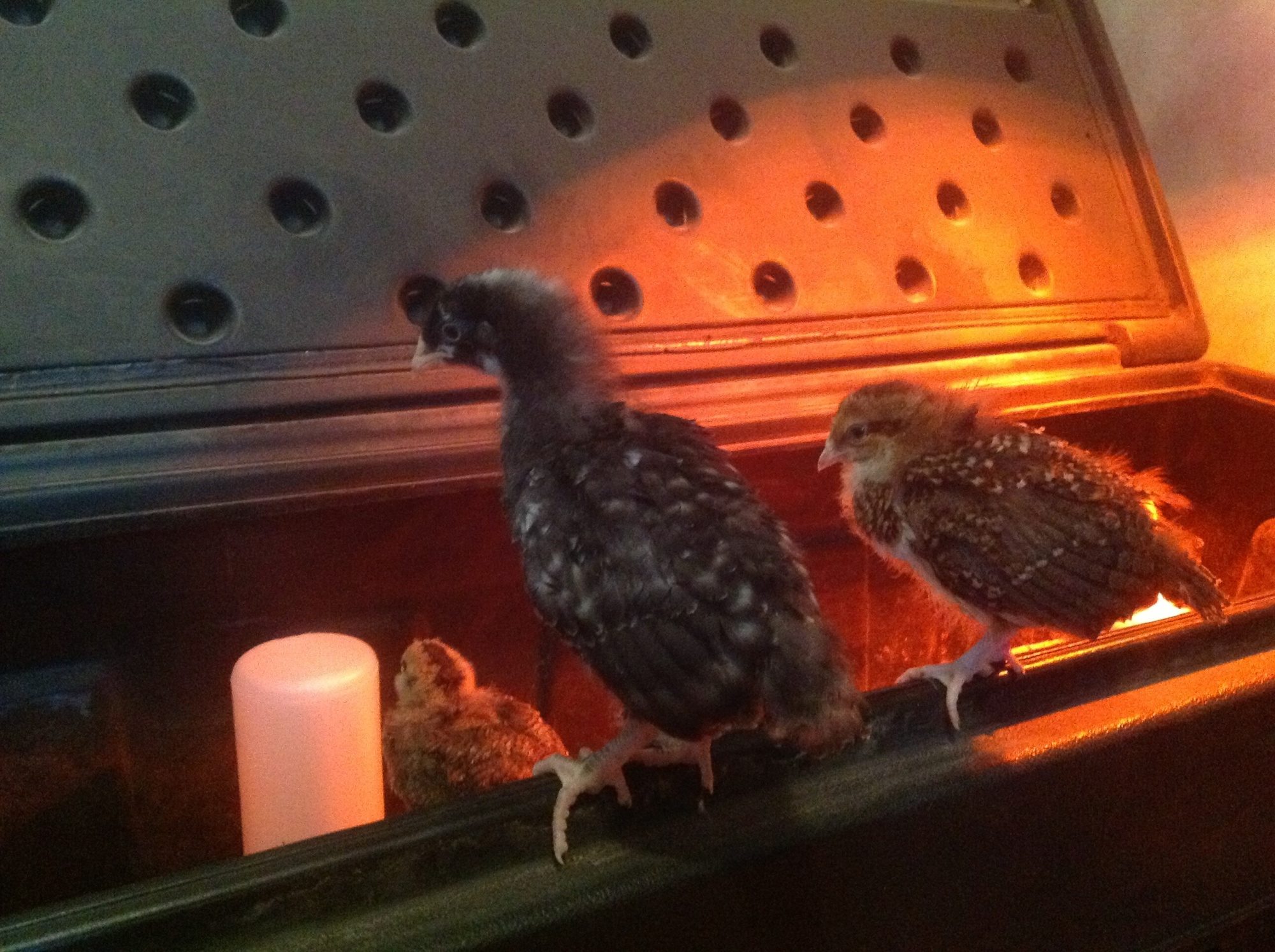 Cuckoo marans 2wks