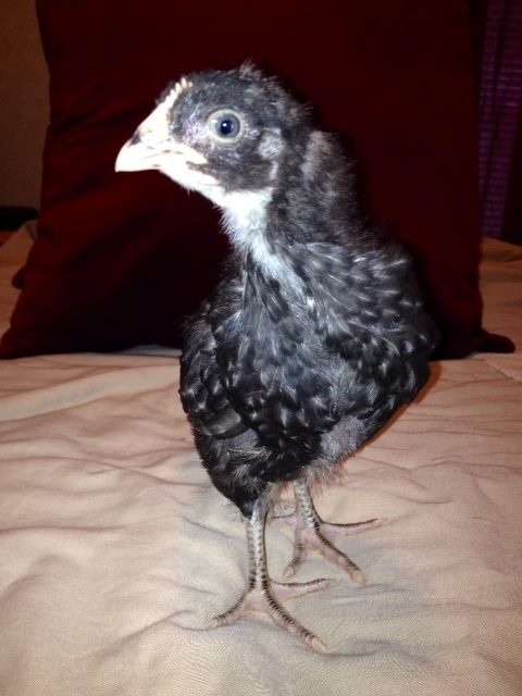 Cuckoo Marans 3 weeks