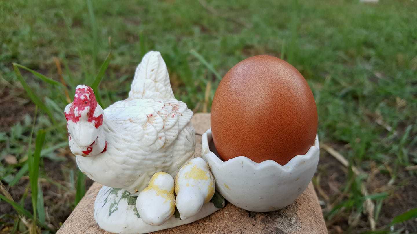 Cuckoo Marans egg