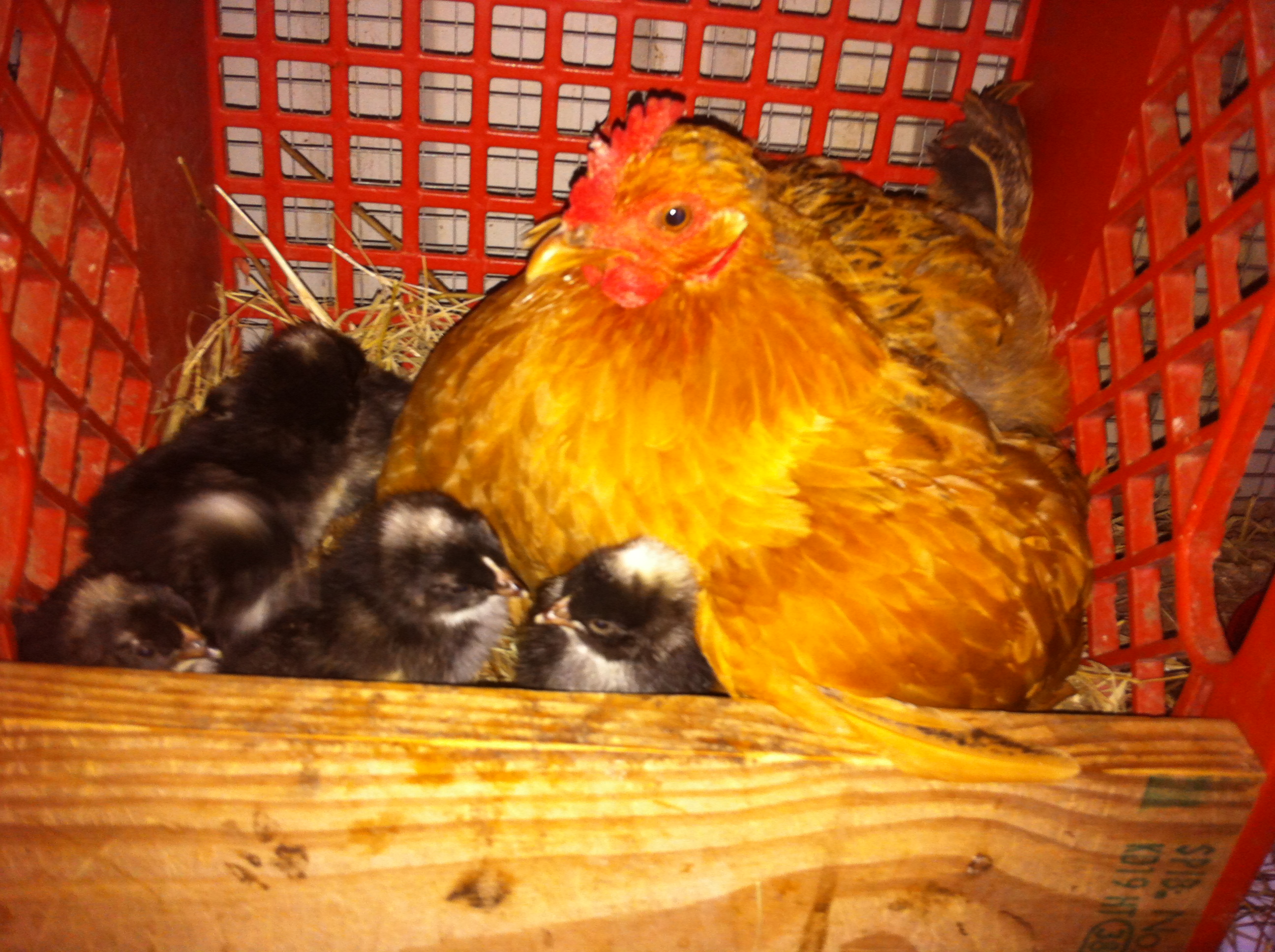 Cuckoo Marans Hatching Under Their Momma! She also accepted some Cuckoos who hatched in an incubator.