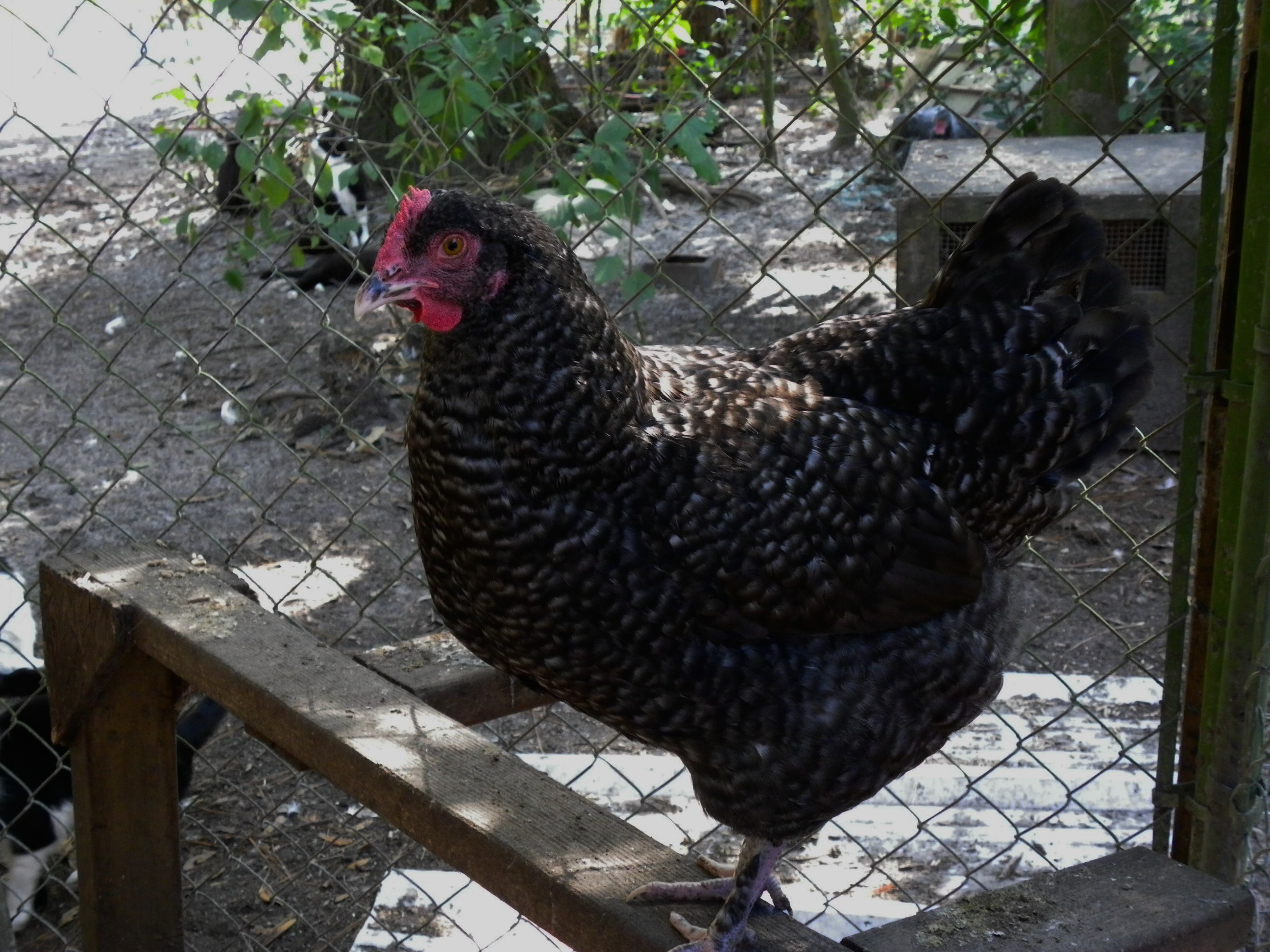 Cuckoo Marans pullet