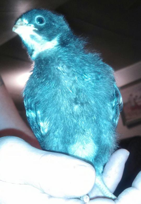 Cuckoo Marans