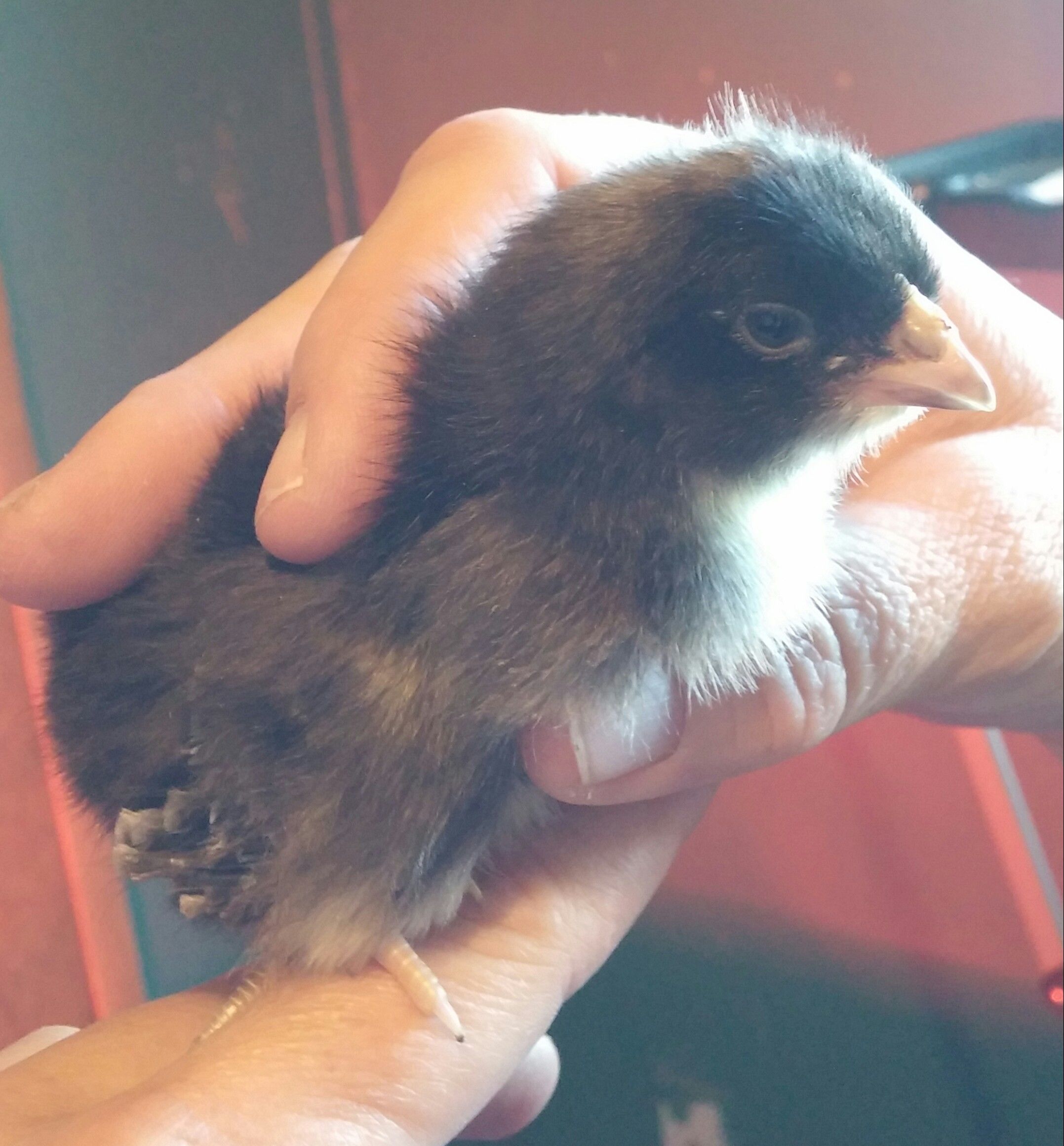 Cuckoo Marans