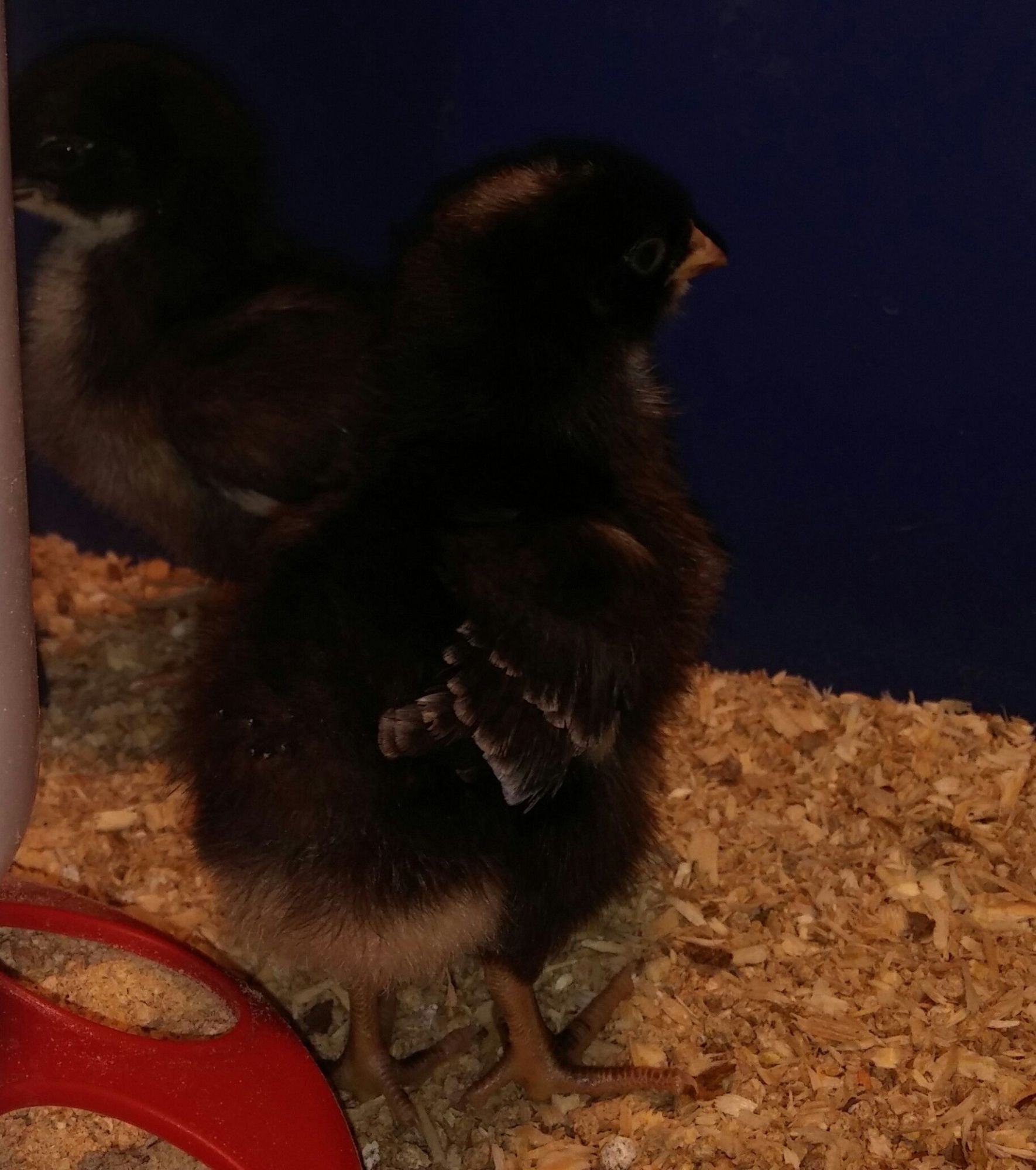 Cuckoo Marans