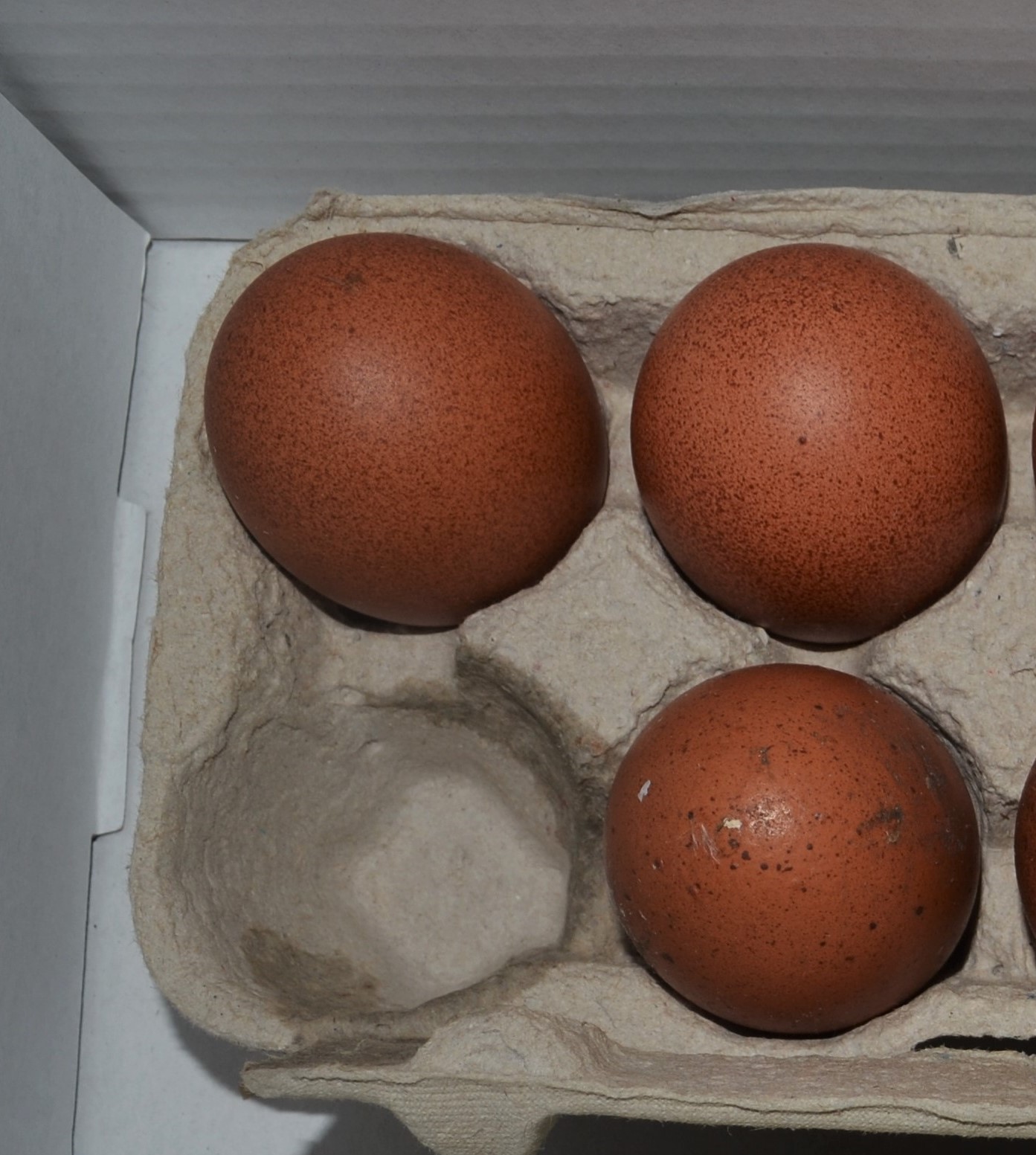 Cuckoo Marans
