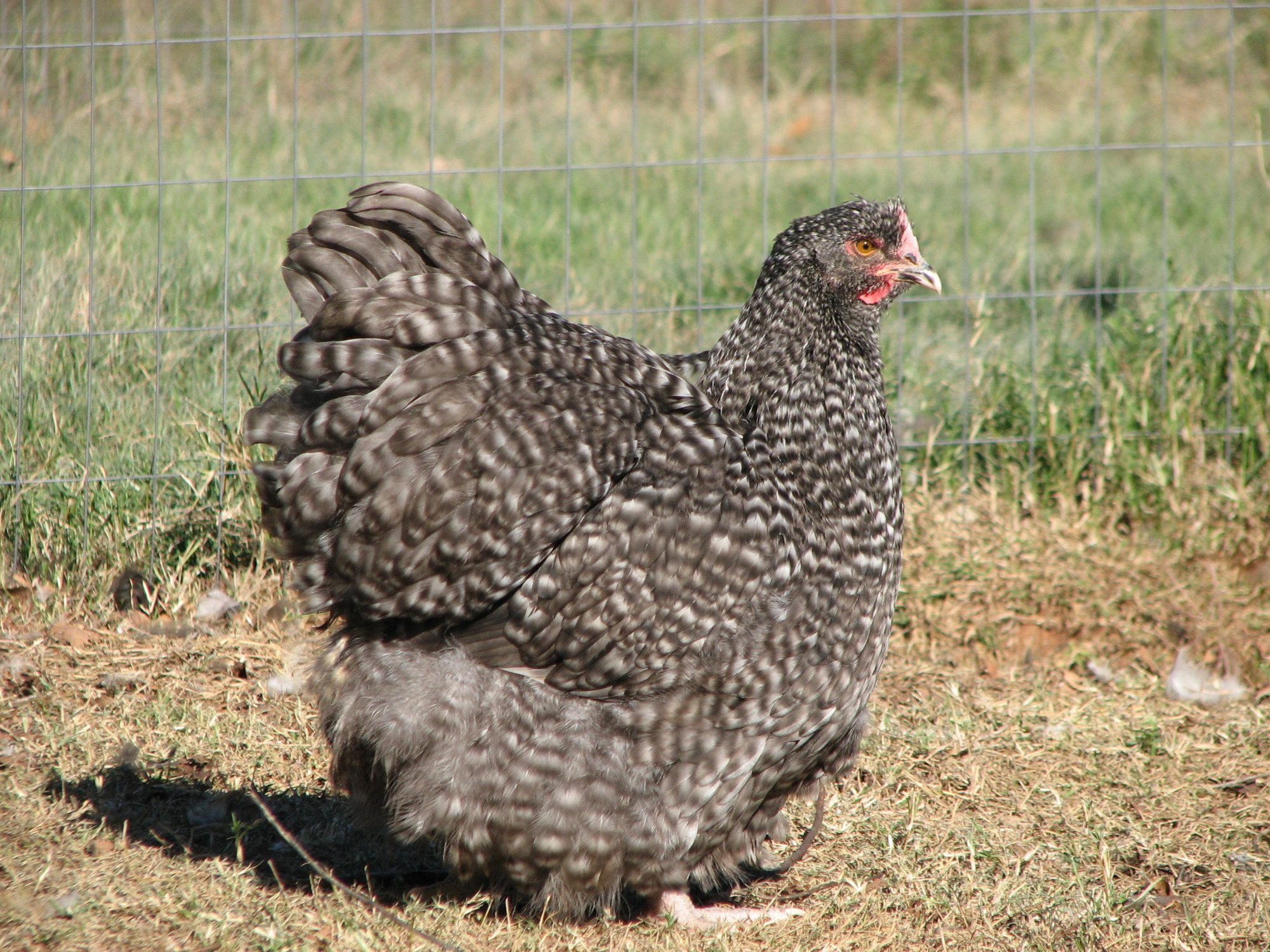 cuckoo pullet