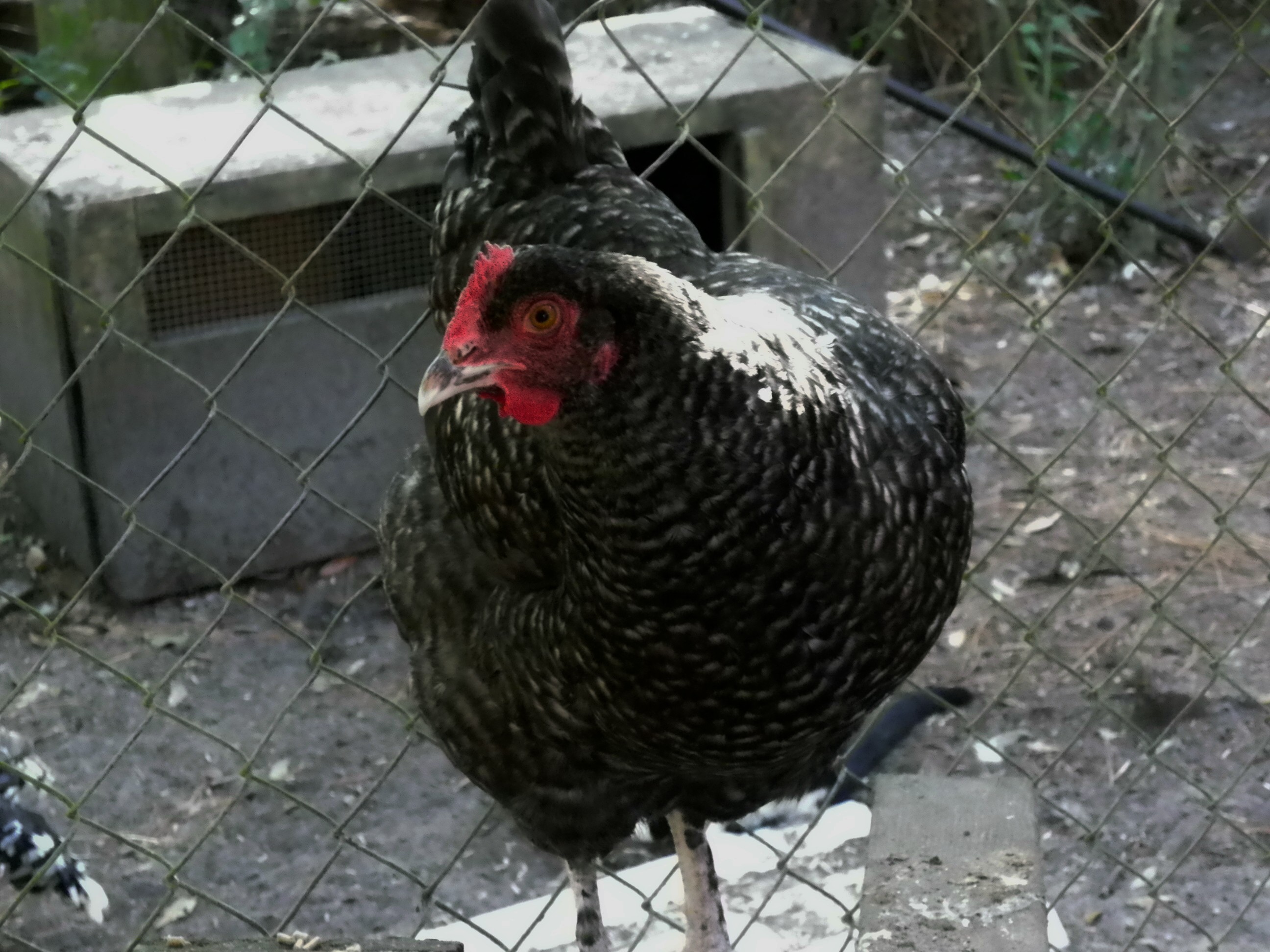 Cuckoo pullet