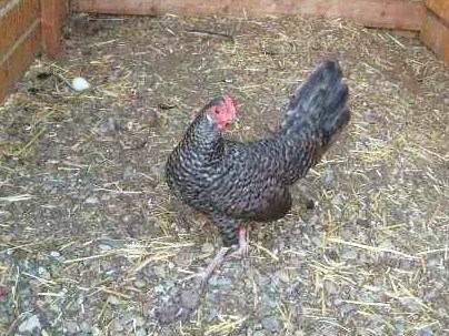 cuckoophoenix