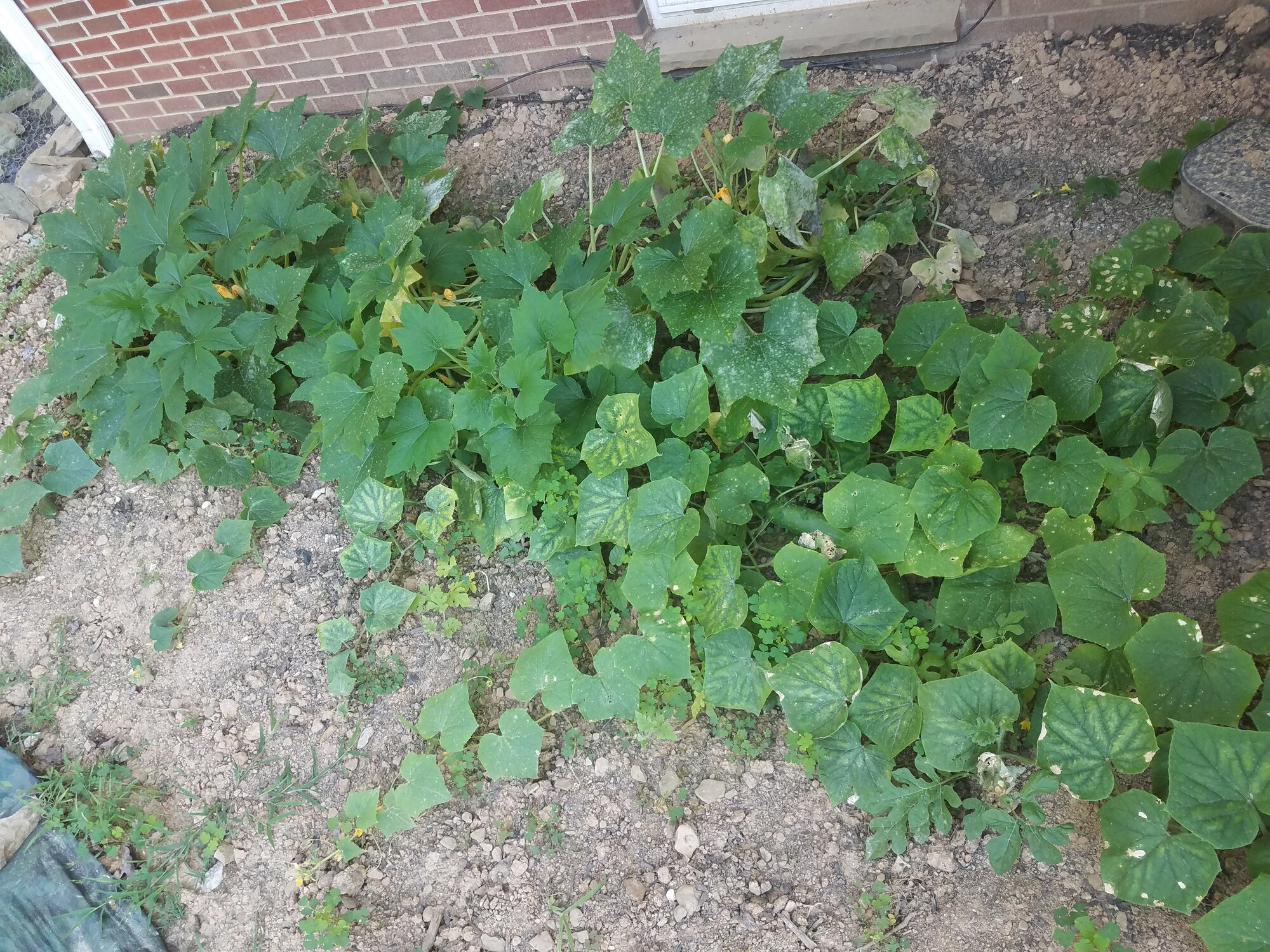 Cucumber and zucchini patch