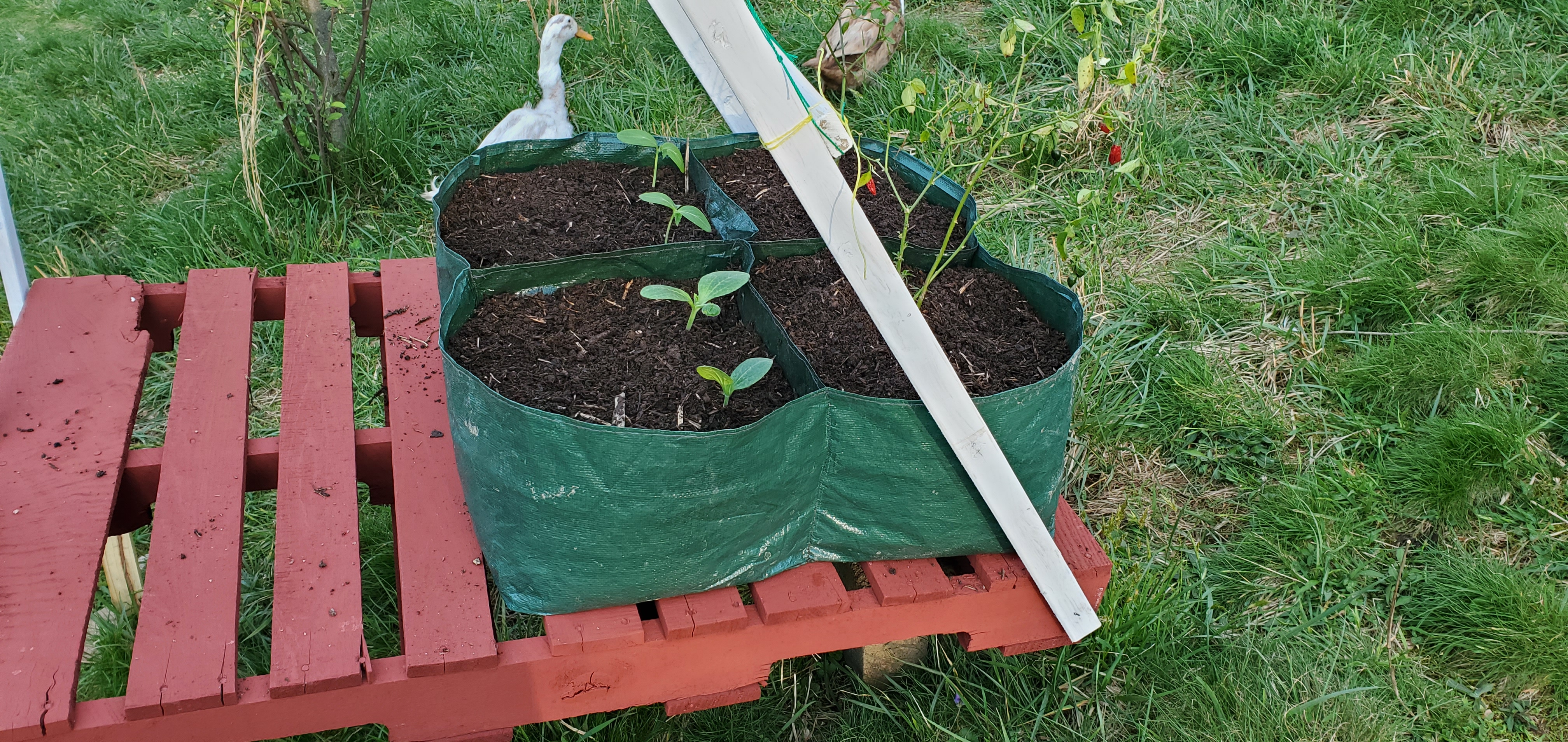Cucumber/Zucchini and hot-pepper pallet-bed