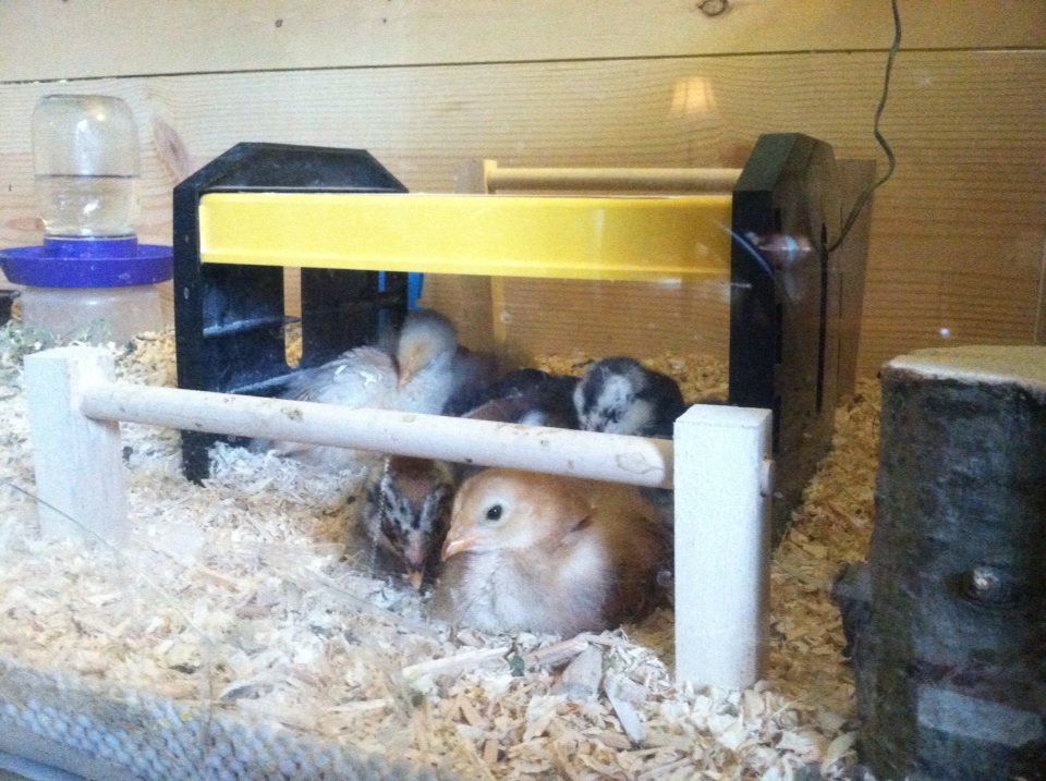 Cuddle buddies
