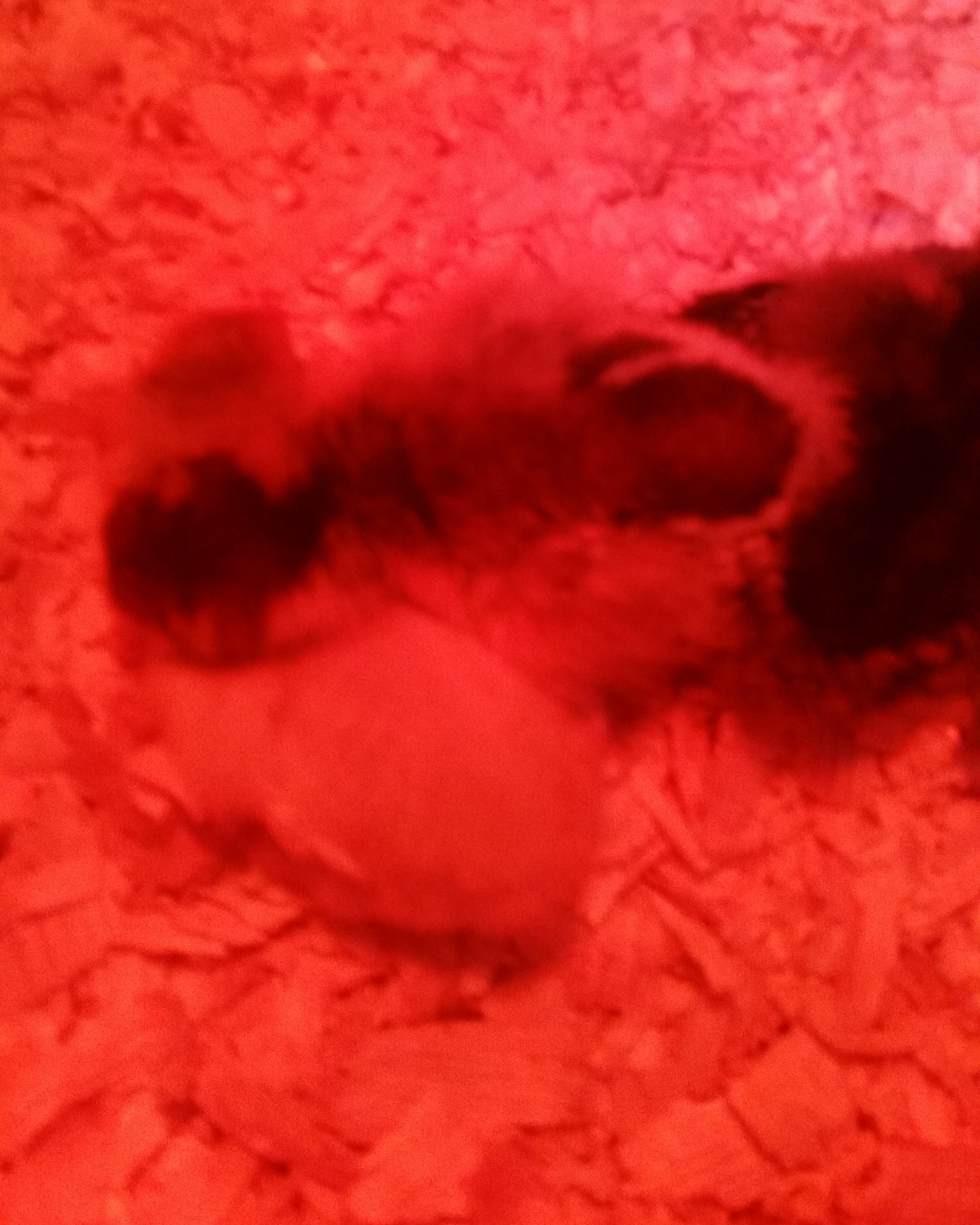 Cuddle buddies!