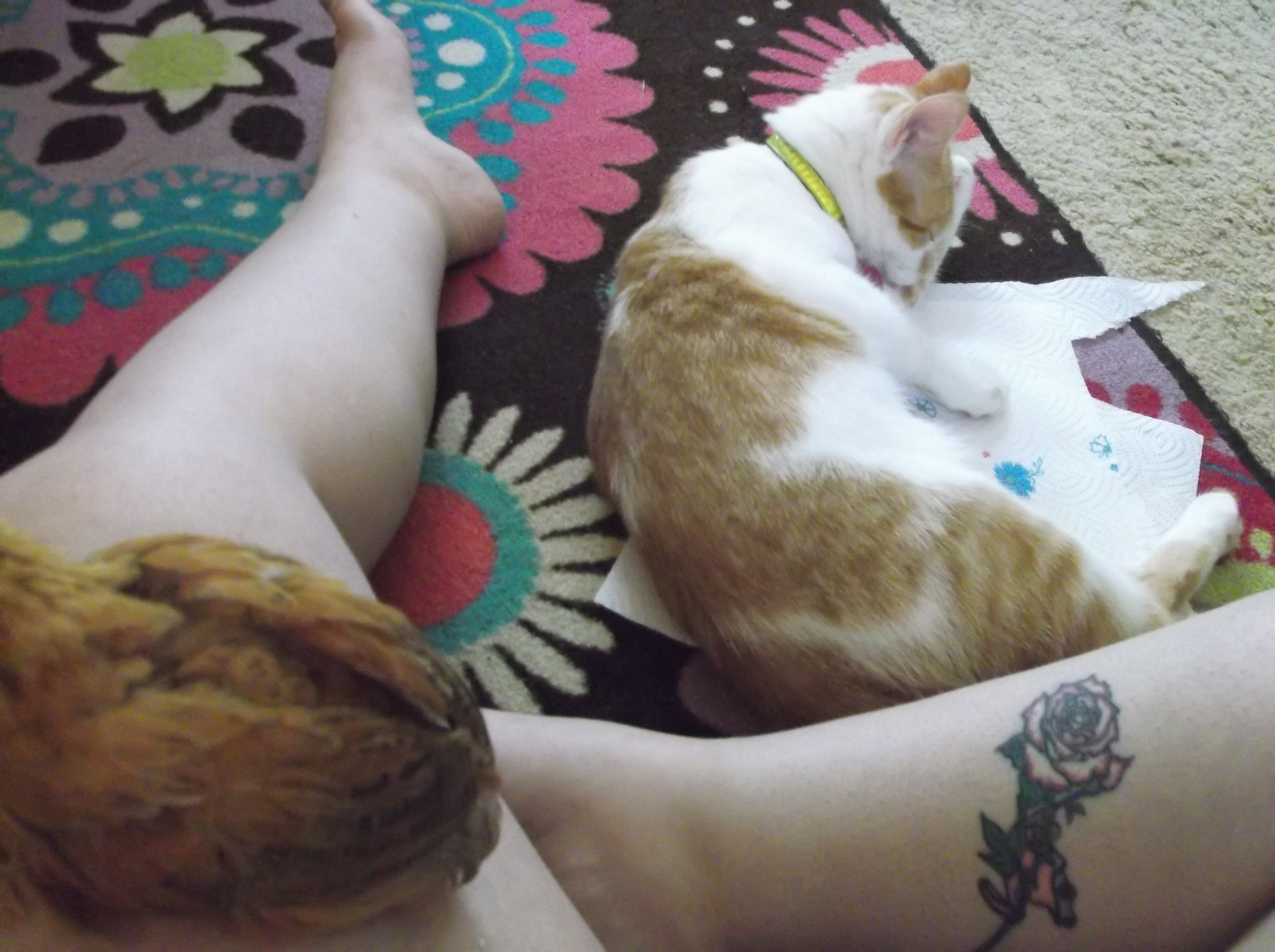 cuddle session for me :D