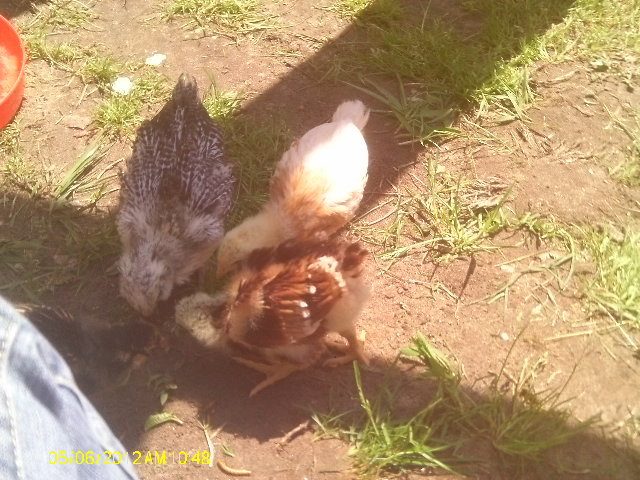 Cuddles, Sunshine and Speedy