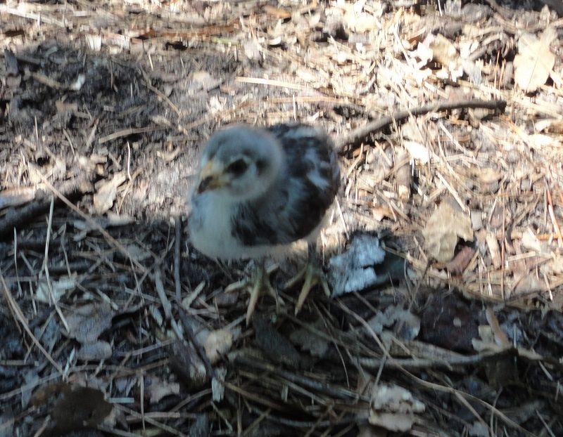 Cupcake #2 (two-year old naming chicks)