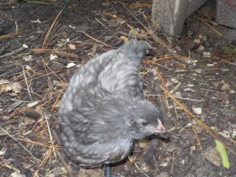Cupcake, blue/red EE pullet