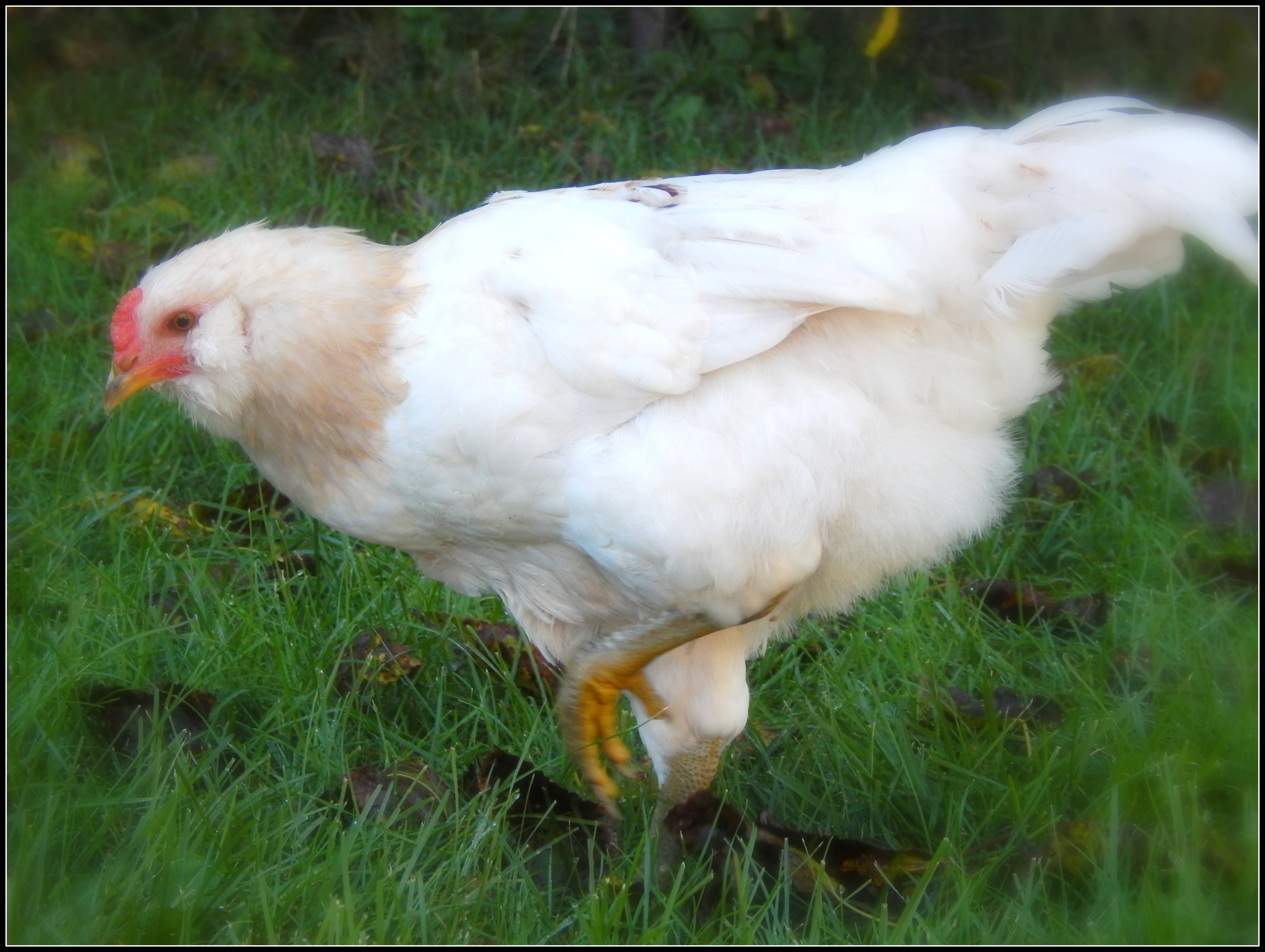 Cupcake, who yesterday crowed for the first time. :(