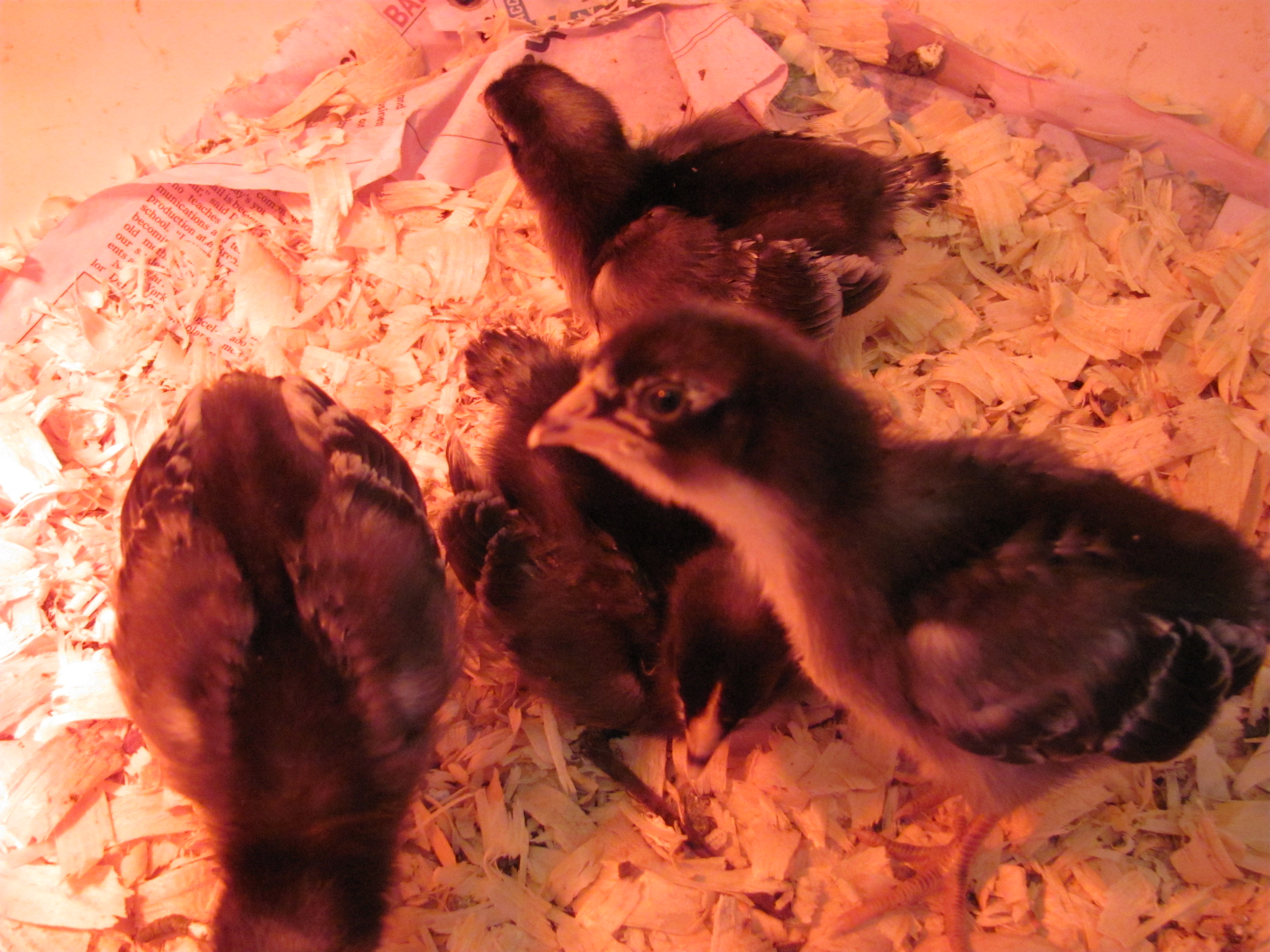 Curious Barred Holland chicks from IDEAL @ 10 days
