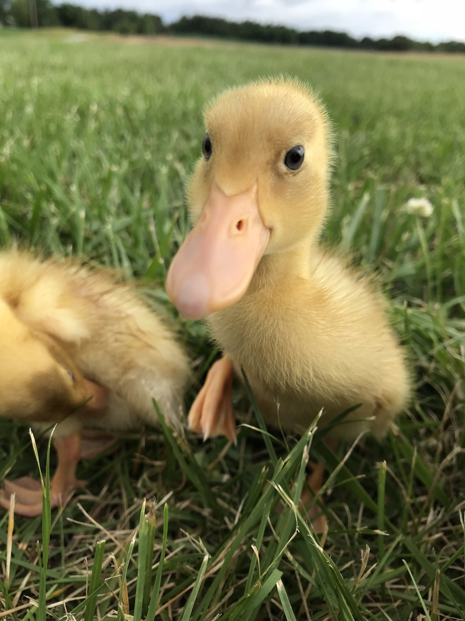 Curious duckling