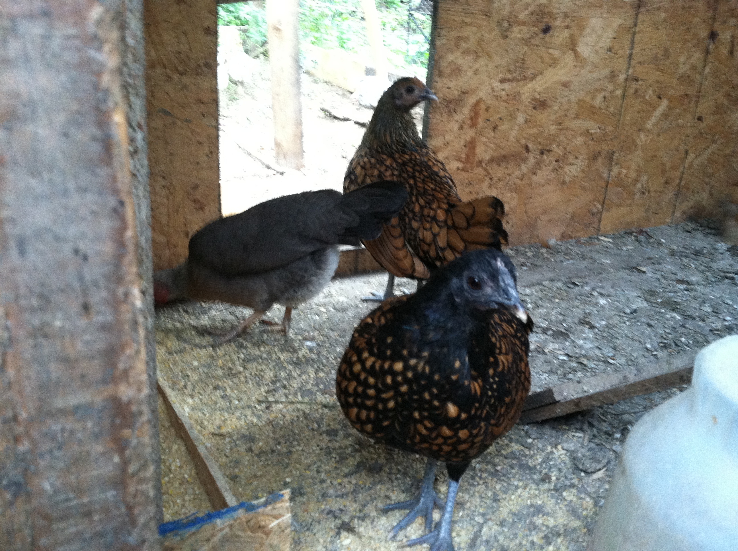 Curious golden sebright