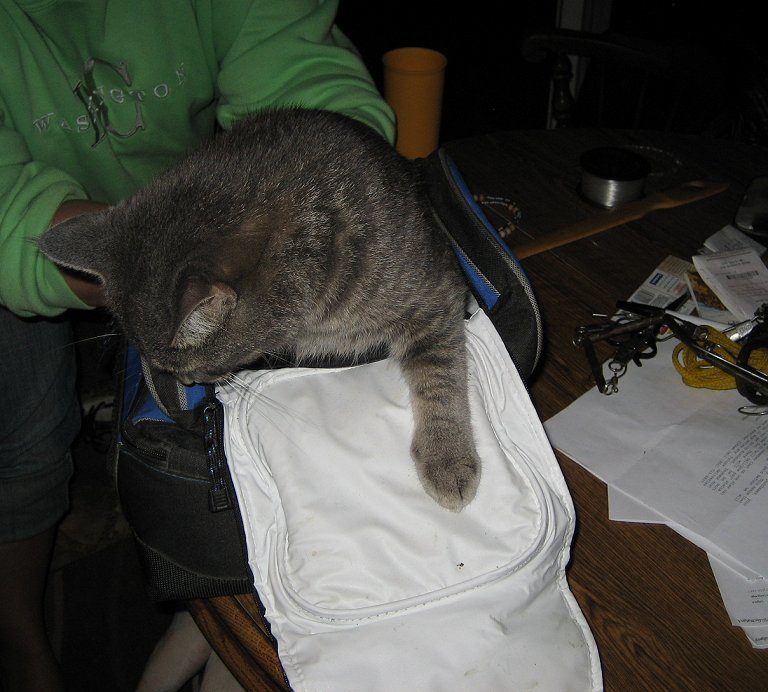 Curious kitty.....Debo