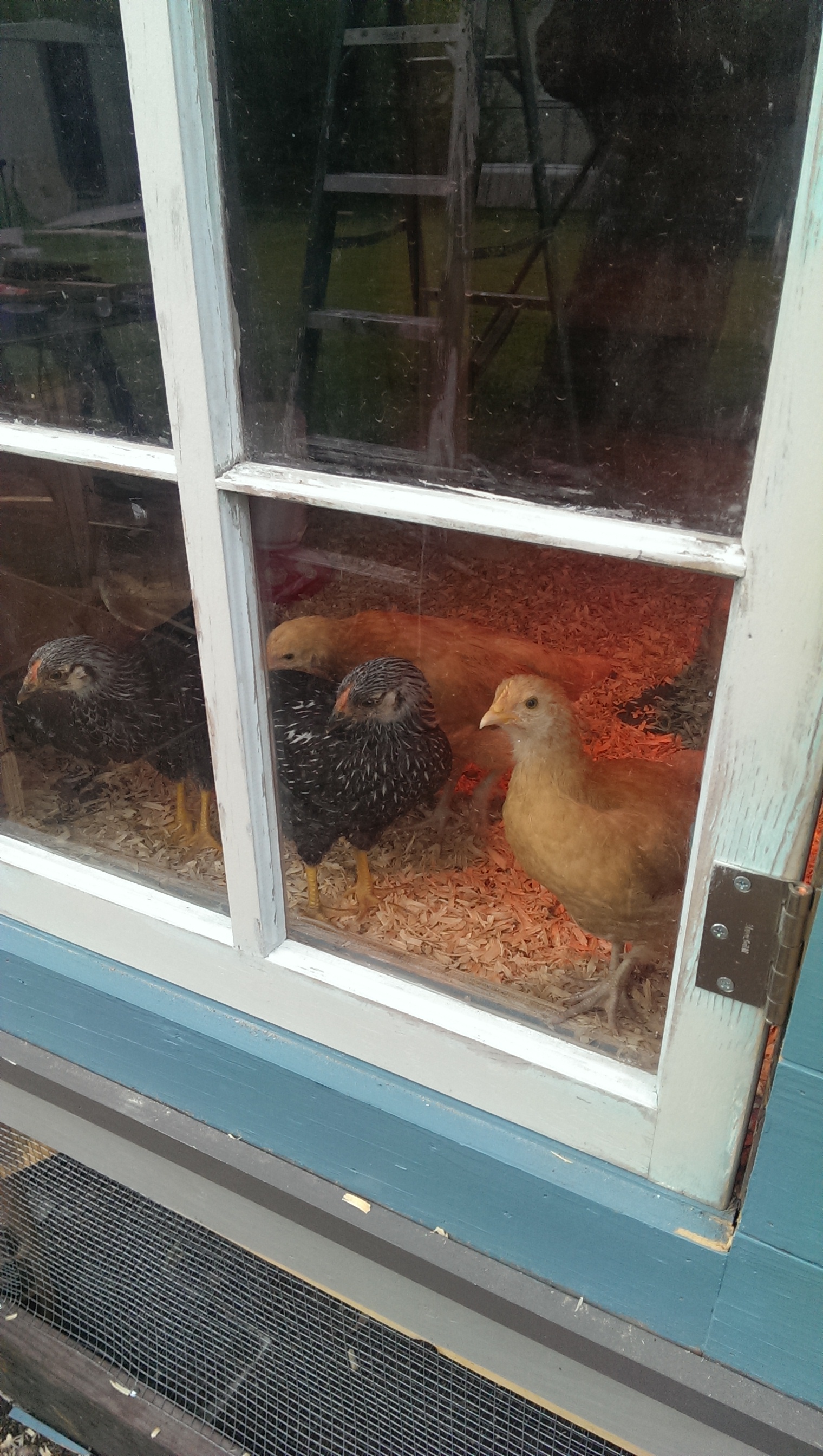 Curious window watching.