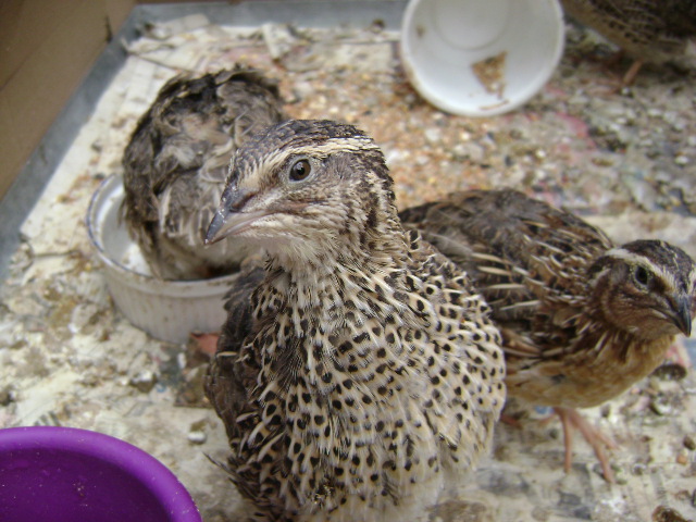 Curiuos Quail