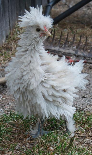 Curly Frizzle boy - 8 weeks