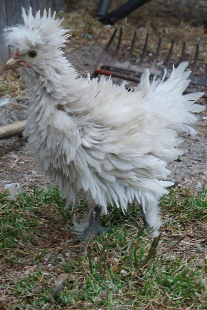 Curly Frizzle boy - 8 weeks