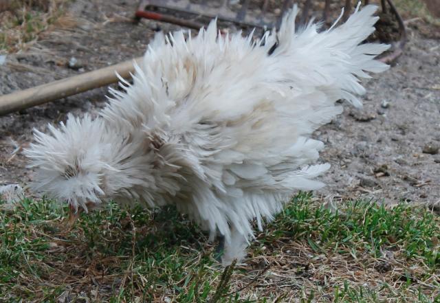 Curly Frizzle boy - 8 weeks
