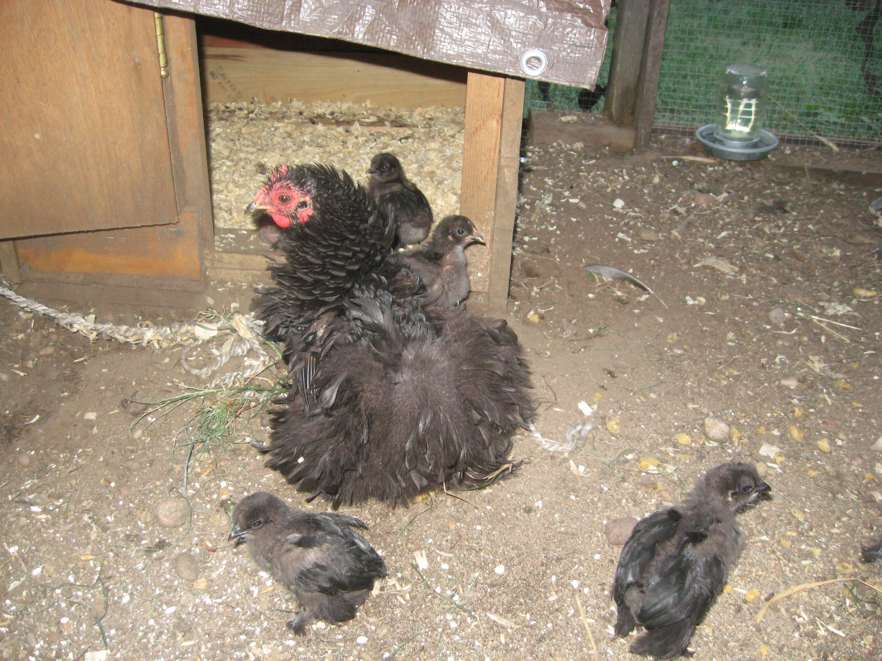 Curly Girly and her first batch of chicks