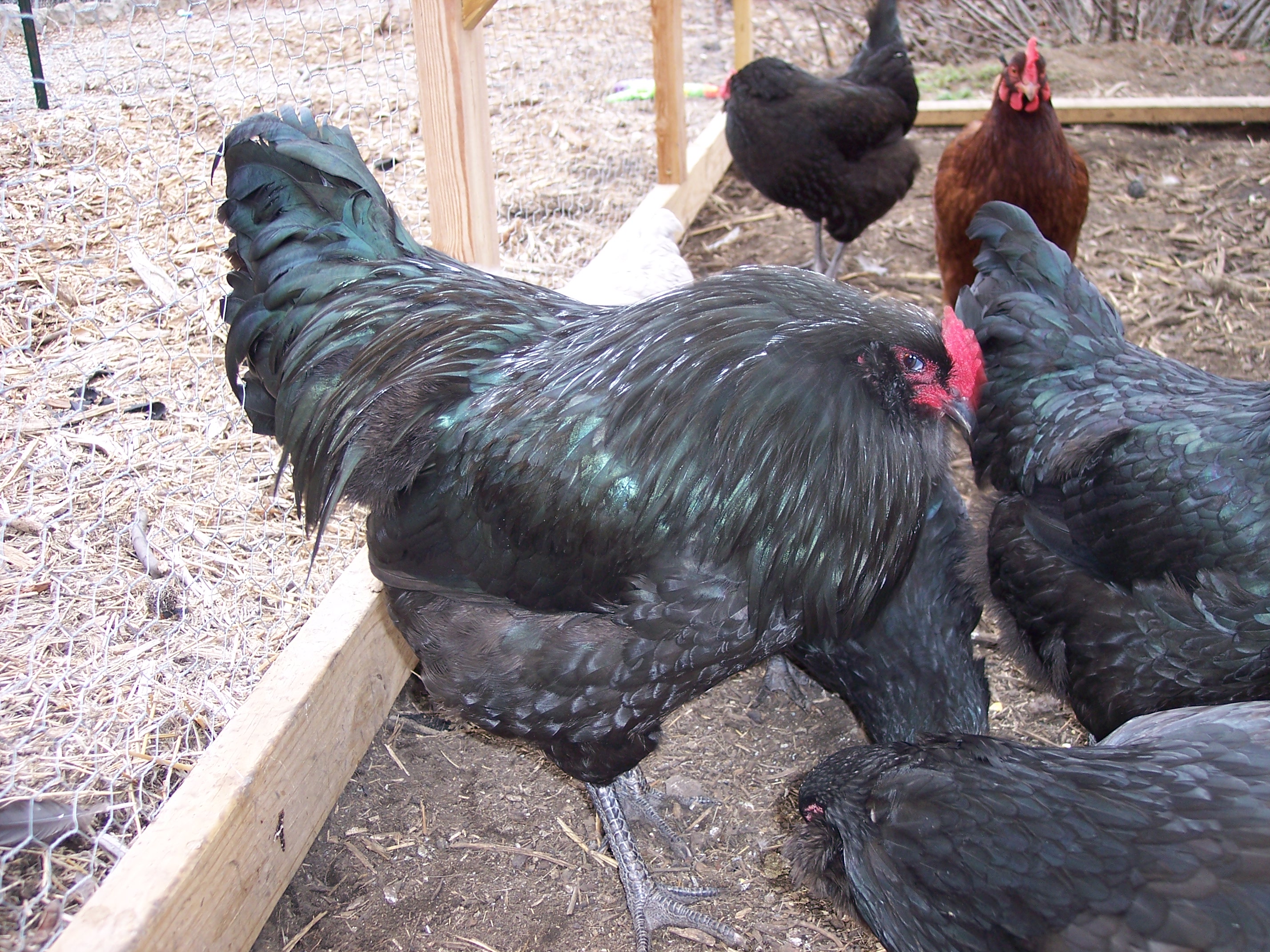 Current John Blehm X Paul Smith rooster