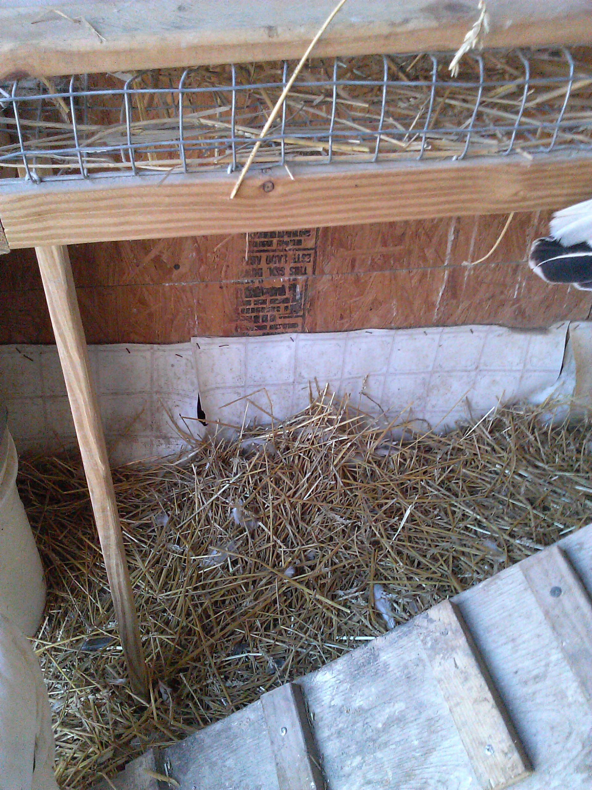 Curved Egg Containment Roll-away Nest