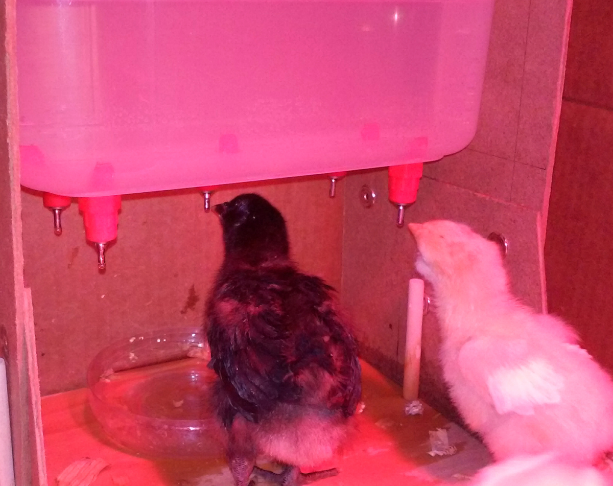 Custom made 5 nipple hanging auto waterer.  
Can feed many chicks with clean water for days!
Constant "cleaner" water for the little ones by utilizing Gravity! 
"Oh, how I love Gravity, sometimes..." 
And it's a food/water safe container! well, hopefully, right?..

It won't buildup with bedding, poo, pee, etc. and won't evaporate!

The best part is not having to flush out the bedding that settles in the standard ground-bowl waterers, 10+ times a day! (from the chicks running around and kicking up the bedding and poo into the bowl, YUK!)

This thing works great! ..Some chicks can't get enough! :)