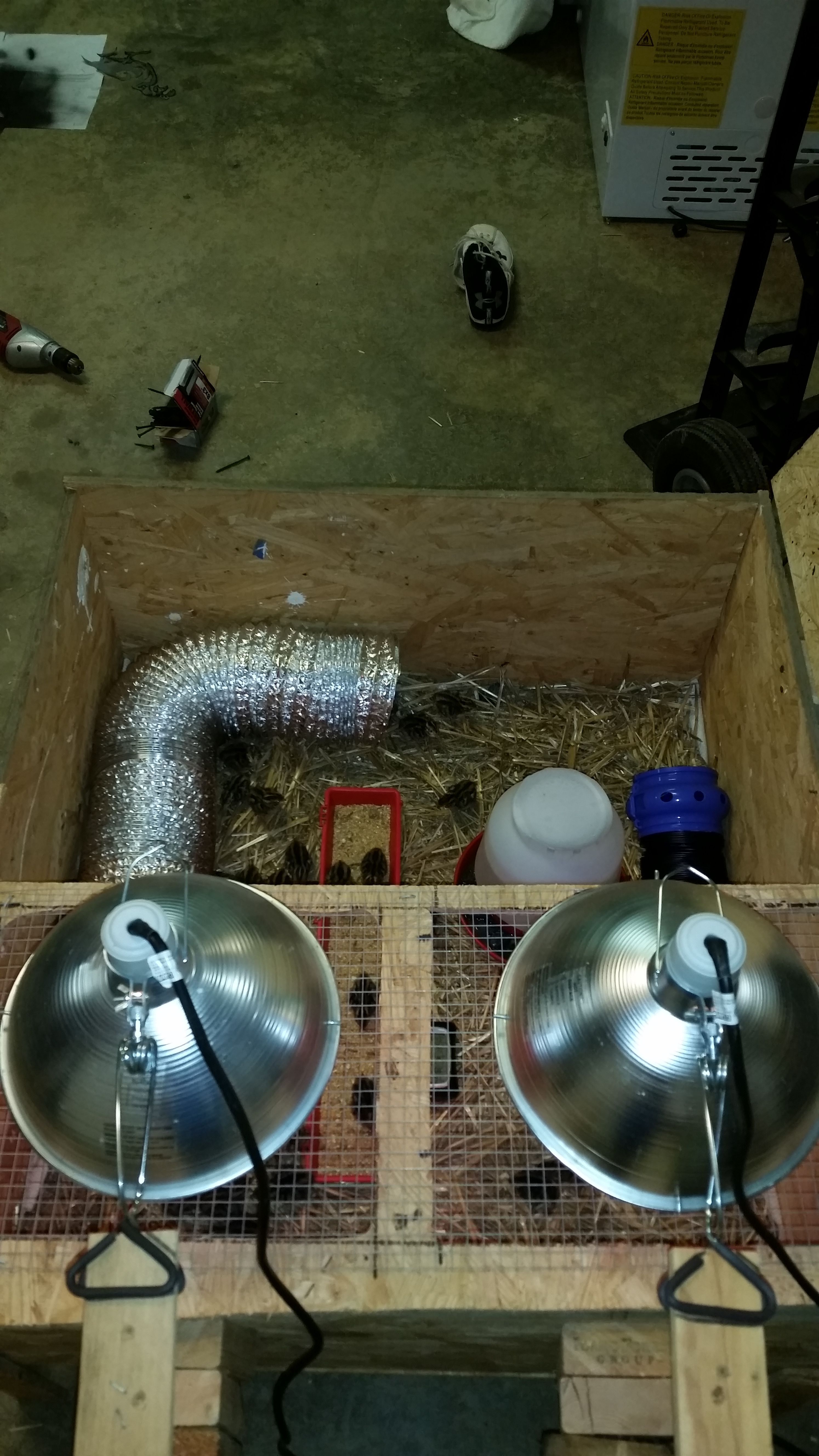 Custom quail brooder, with toys. 50 quail total
