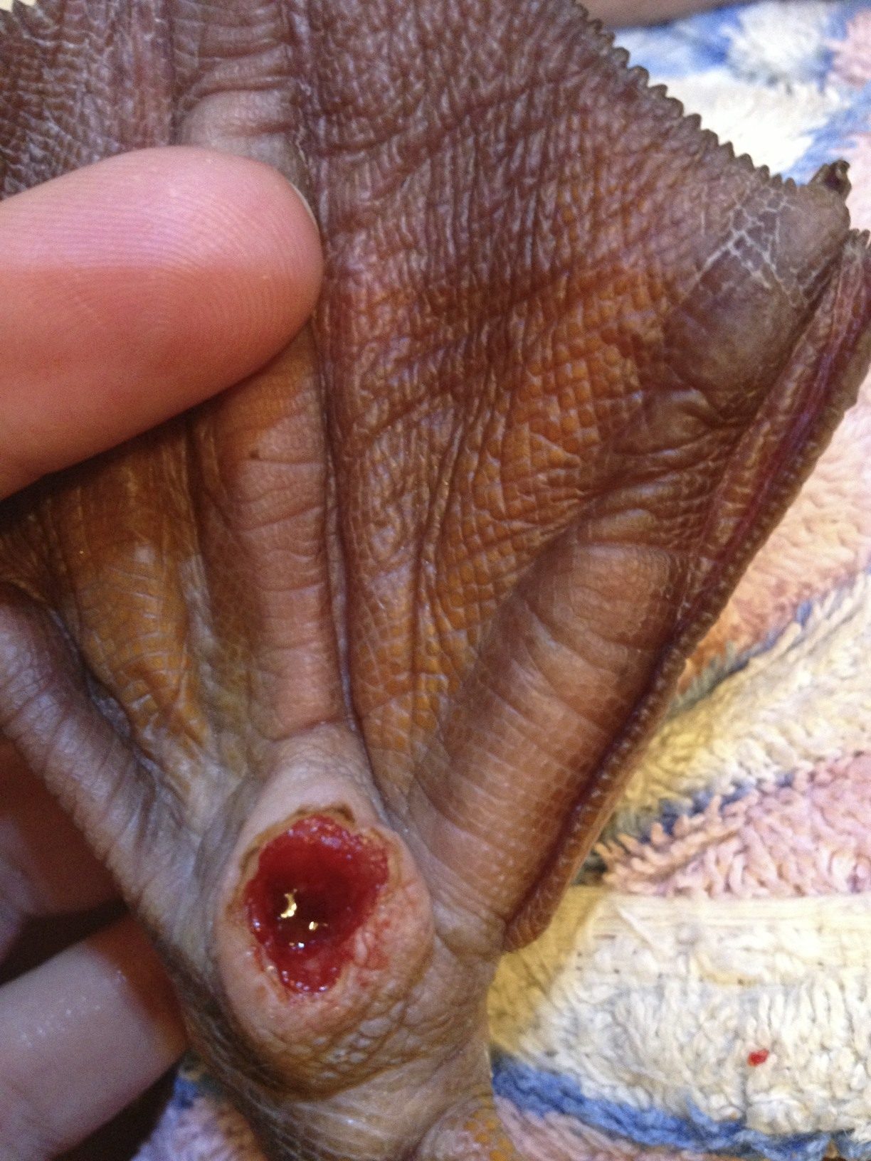 cut out the black part on bottom of very swollen pad. it was raised almost 1/2 in compared to the flat other foot