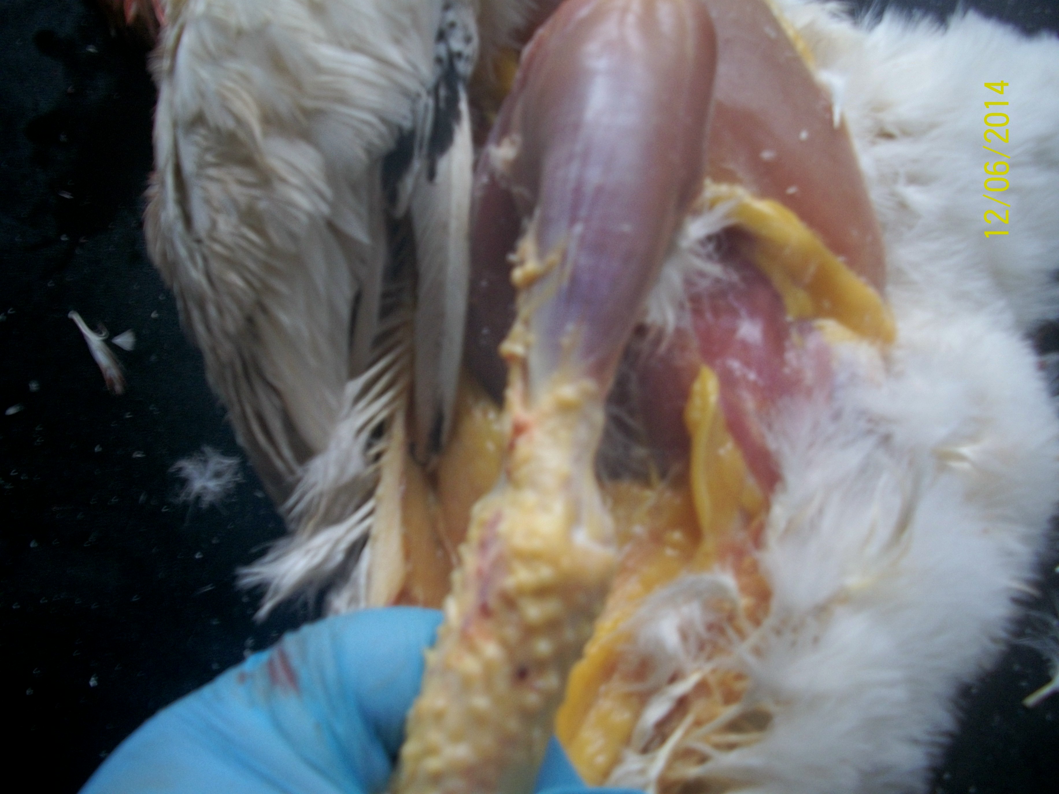 Cut skin and tendons at the joint to remove the leg and skin on that side.