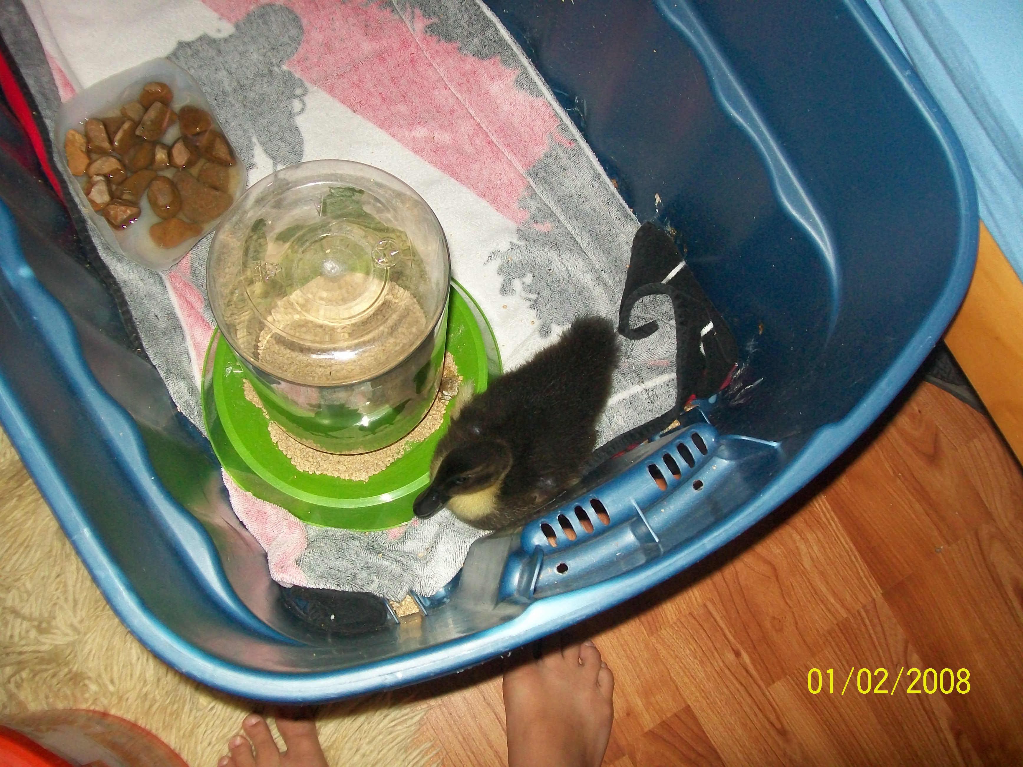 cute
15 Days old