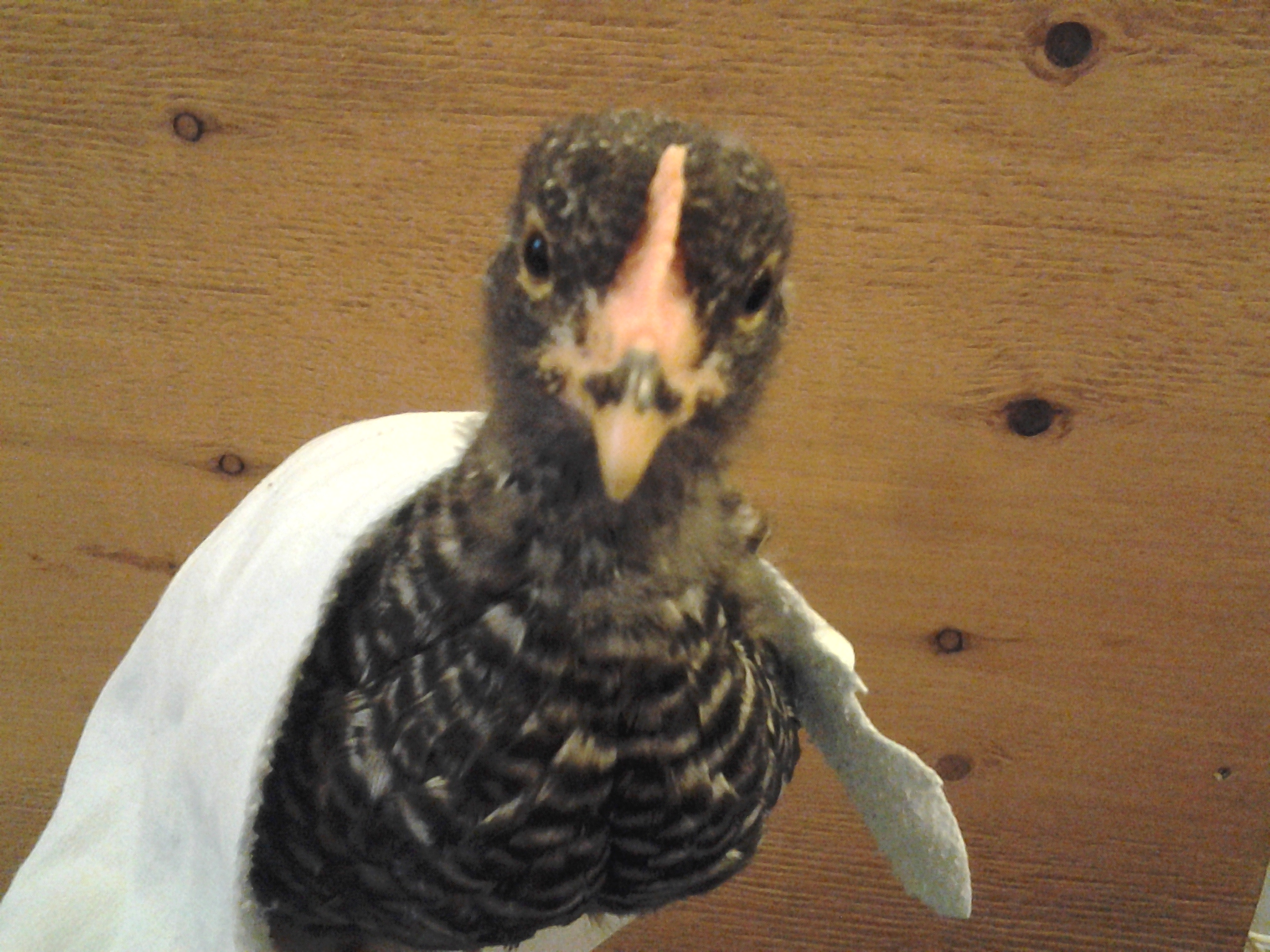 Cute baby Speckles is nice and warm underneath her little blanket!