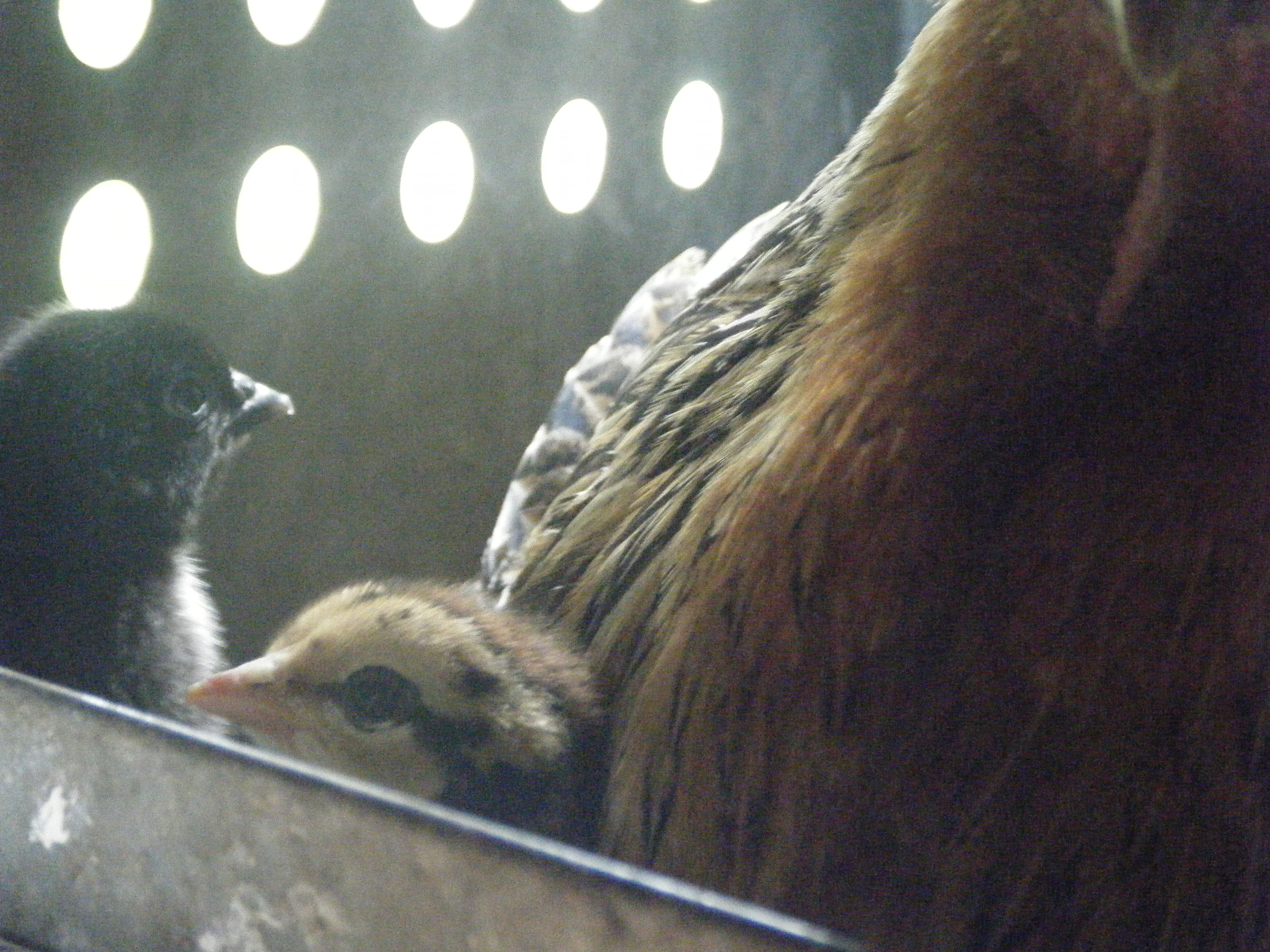 Cute Chick again again!