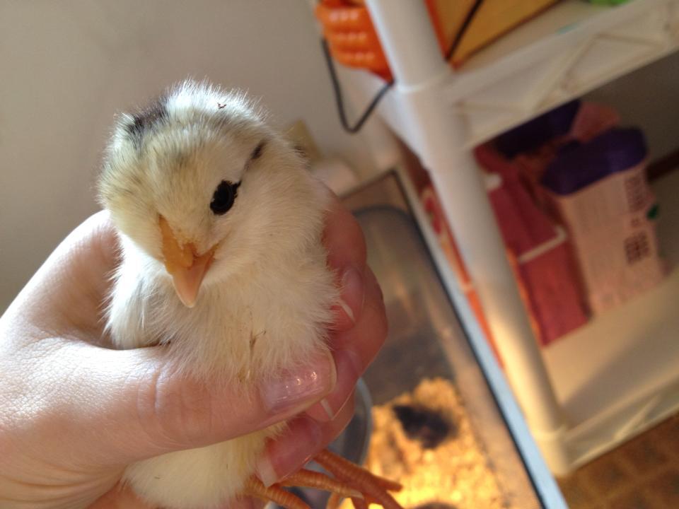 cute chick