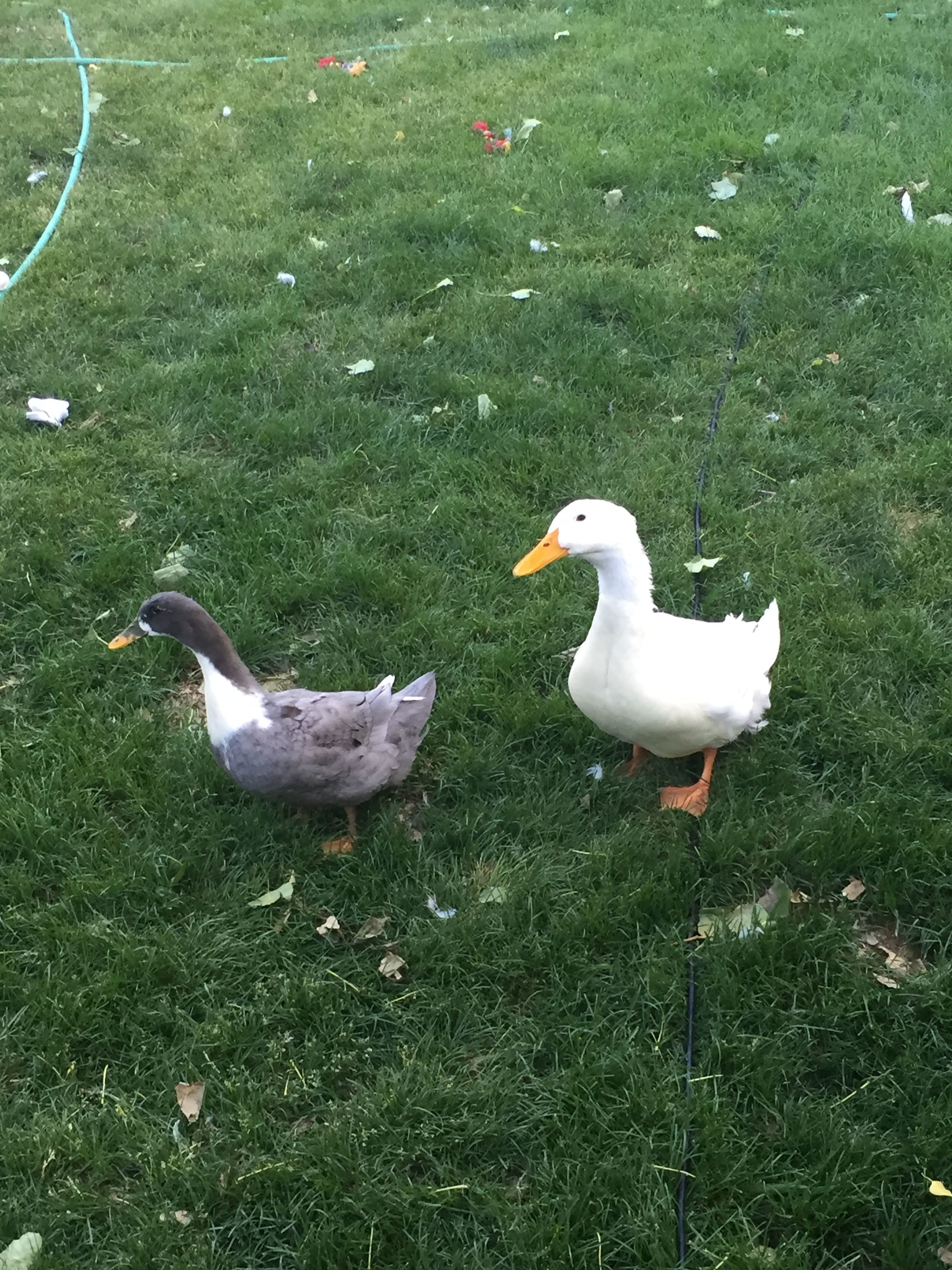 Cute Ducks