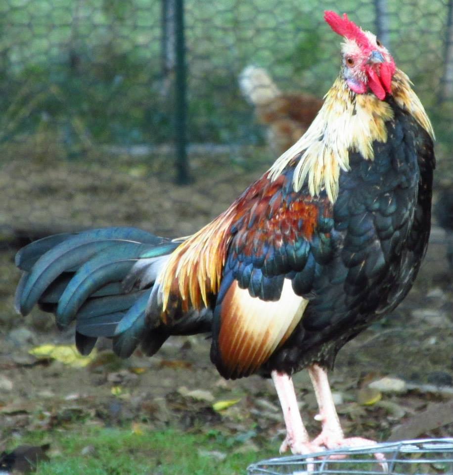 *
cute little banty rooster. He is so tiny but loud and aggressive if challenged