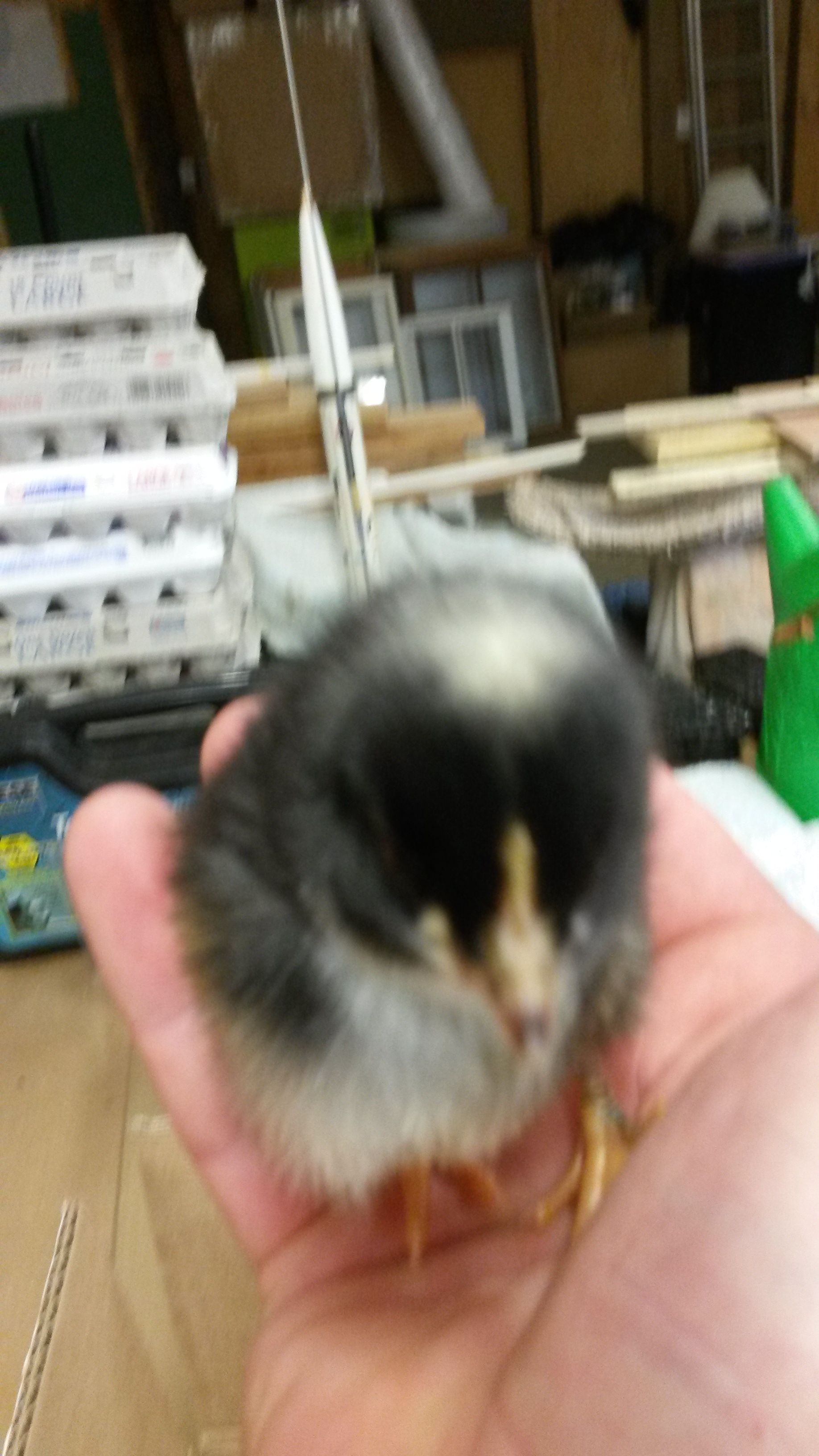 Cute little peeper. Barred rock.