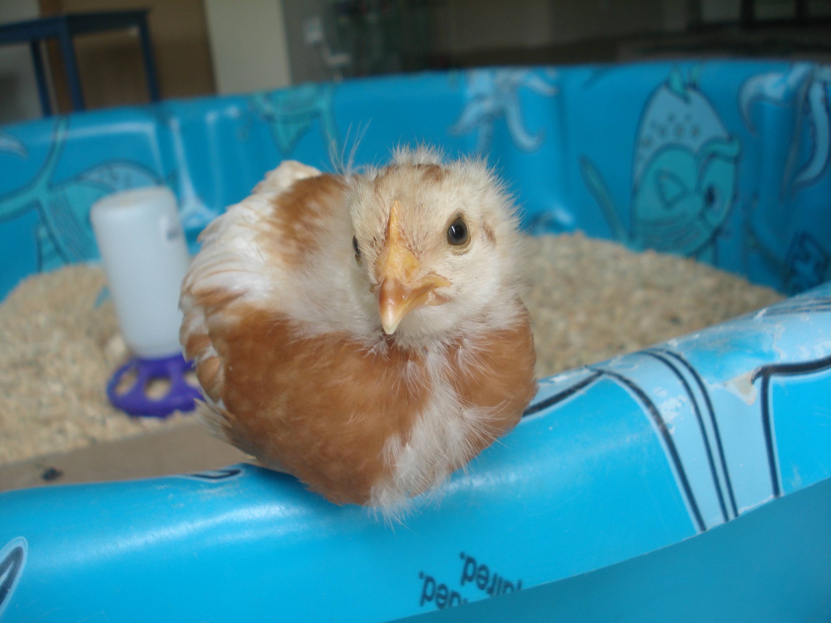 Cute little Prissy.